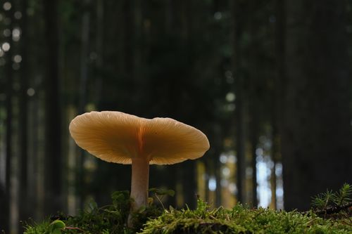 Free Captivating close-up of a mushroom on a mossy forest floor, framed by tall trees in autumn light. Stock Photo