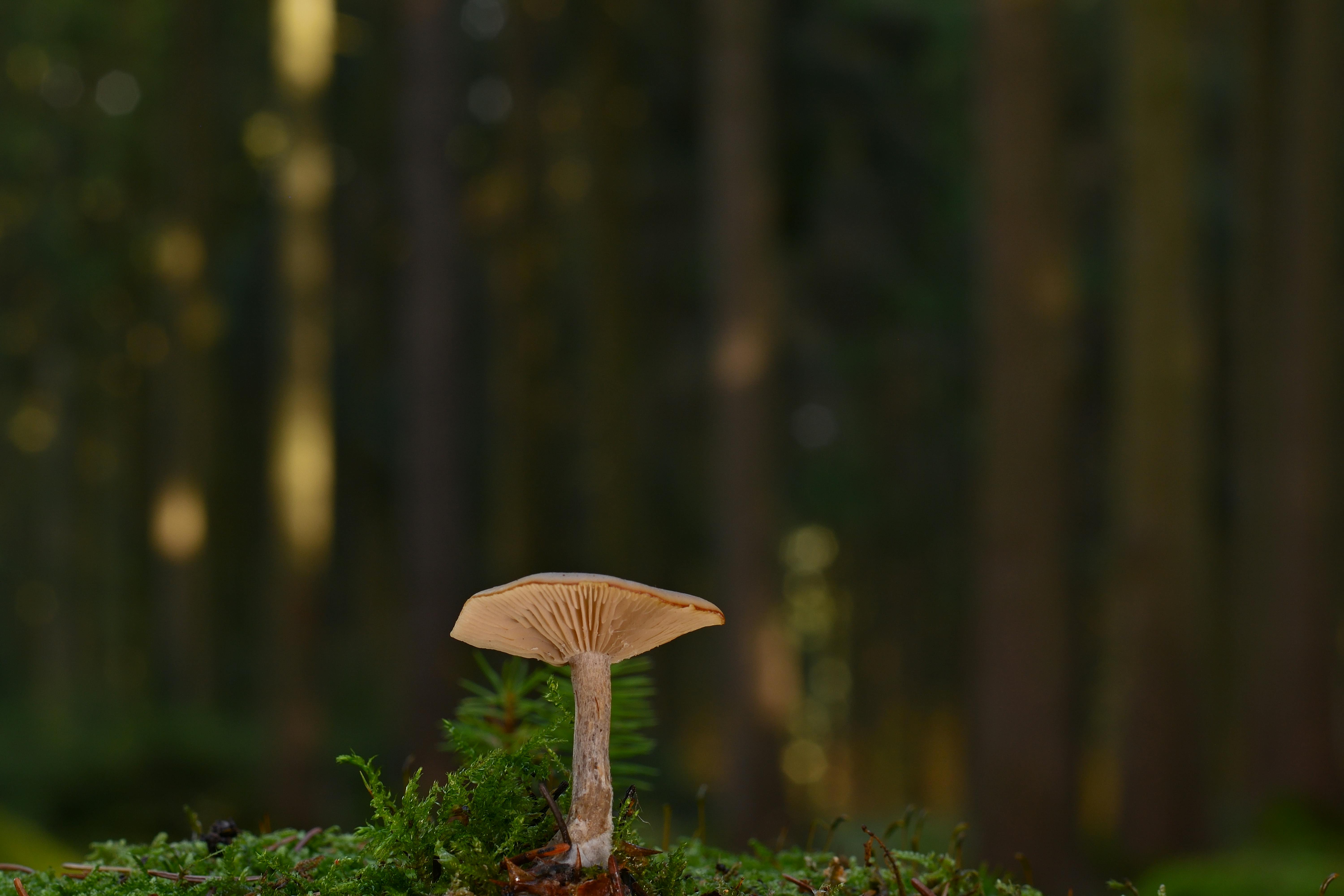 無料 苔に囲まれたキノコのマクロ撮影。秋の森の静かな美しさを表現しています。 写真素材