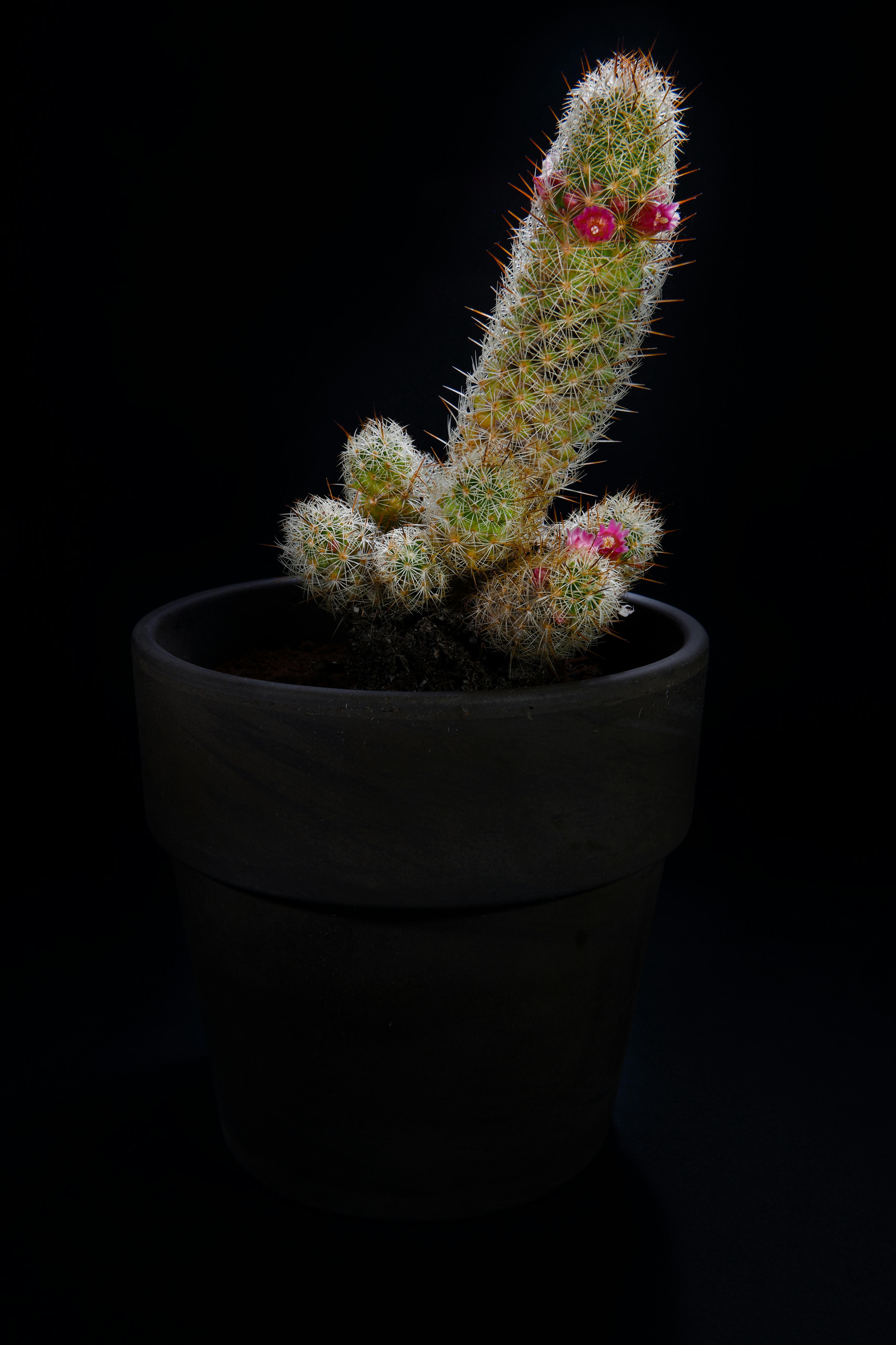 Free A vibrant cactus in a dark pot illuminated against a black background, showcasing its pink flowers. Stock Photo