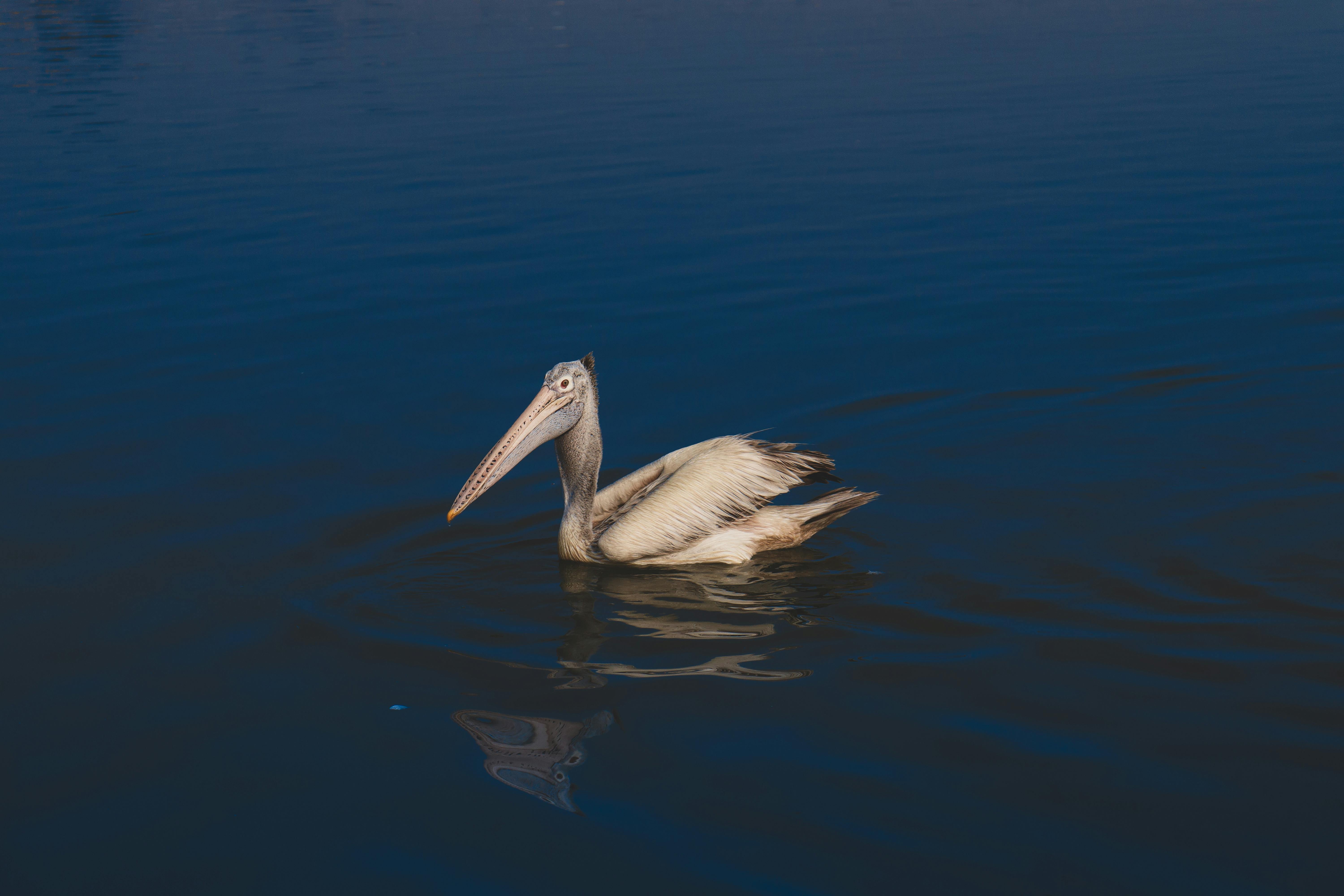 Gratis Un pellicano che nuota tranquillamente nelle calme acque blu, immortalato alla luce naturale del giorno, creando un'atmosfera serena e aggraziata. Foto a disposizione