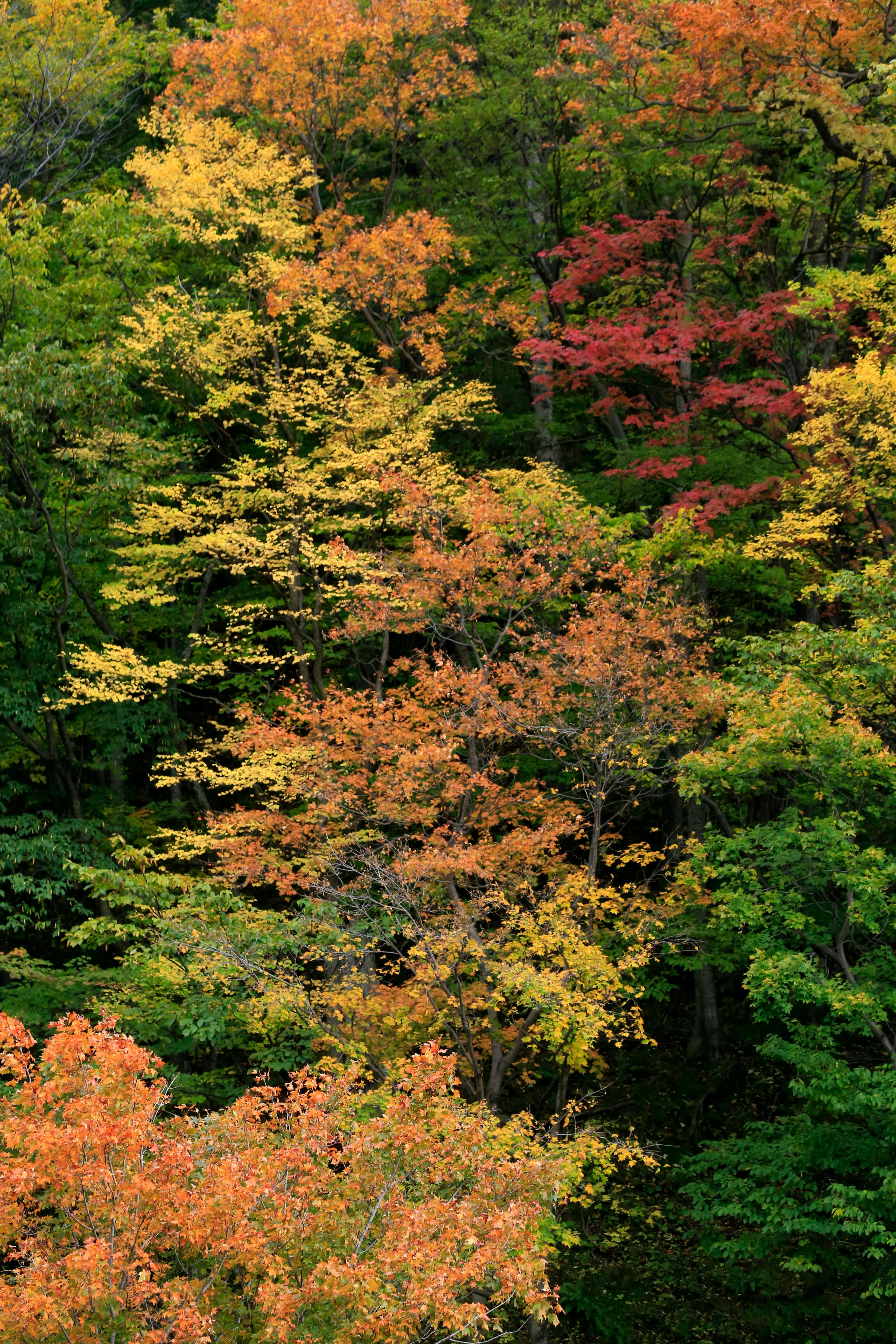 бесплатная Завораживающий осенний лесной пейзаж с красочной листвой, демонстрирующей яркие оранжевые, желтые и зеленые оттенки. Стоковое фото