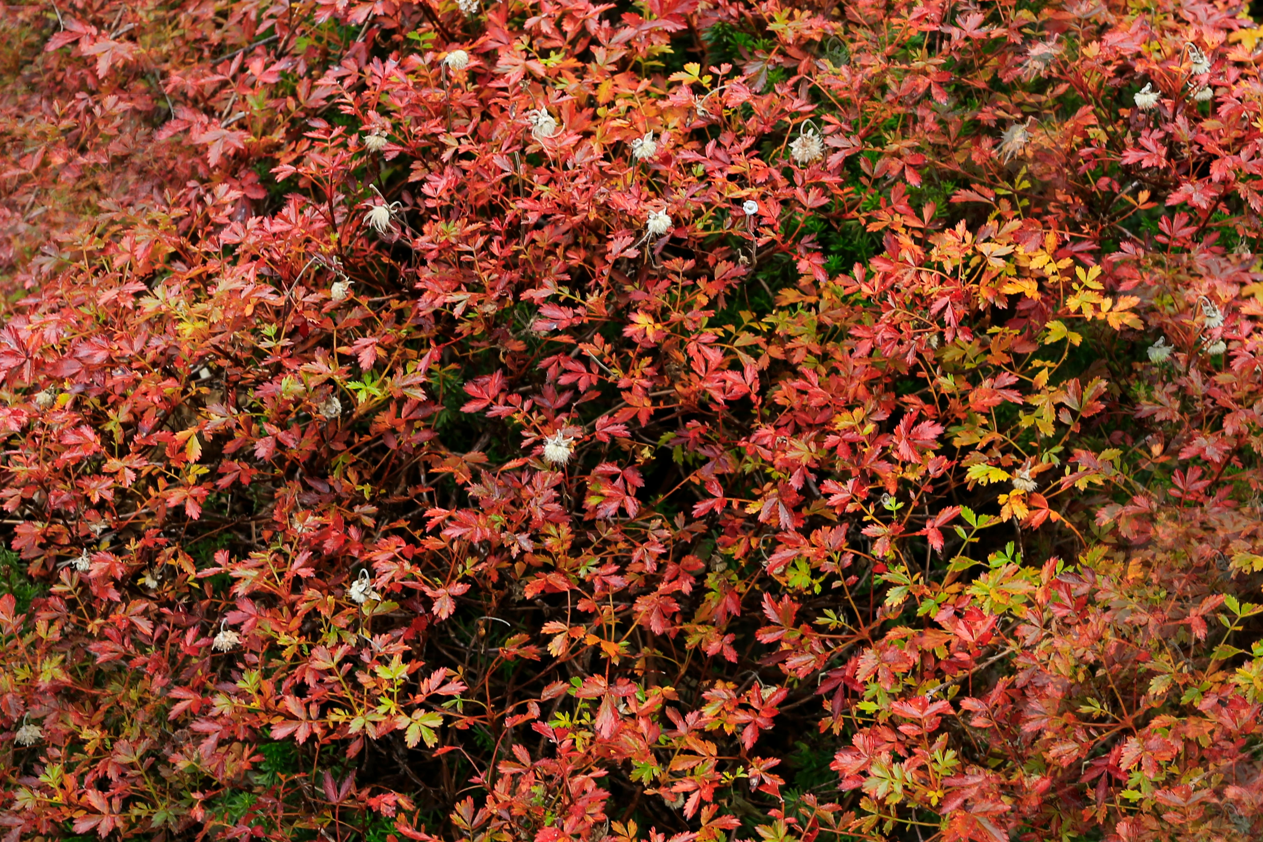 Gratuit Le feuillage automnal éclatant, avec ses feuilles rouges et orange, crée un décor saisonnier coloré. Photos