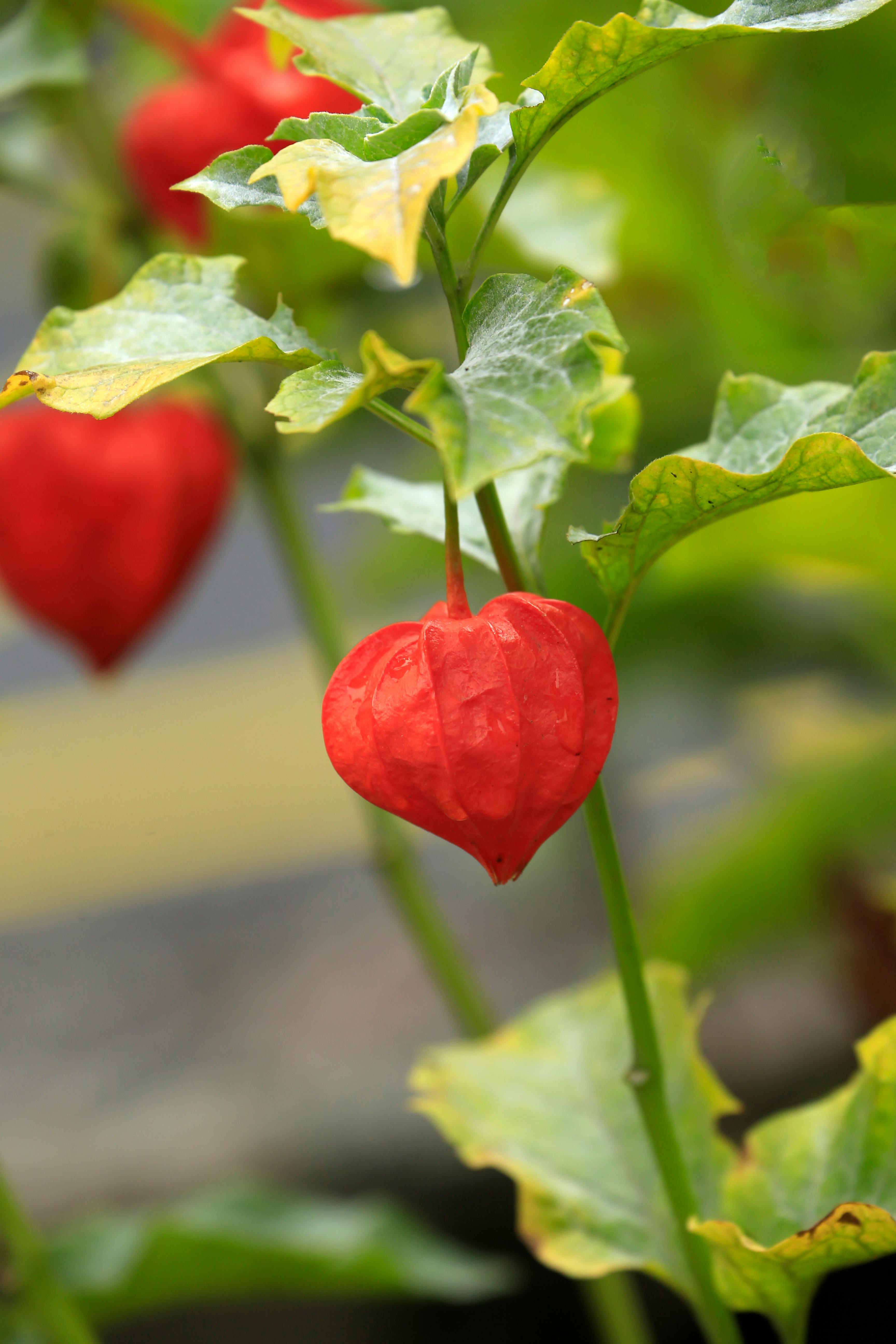 Gratis Detaljert visning av en knallrød Physalis-plante, som viser frem dens unike papiraktige skall. Arkivbilde