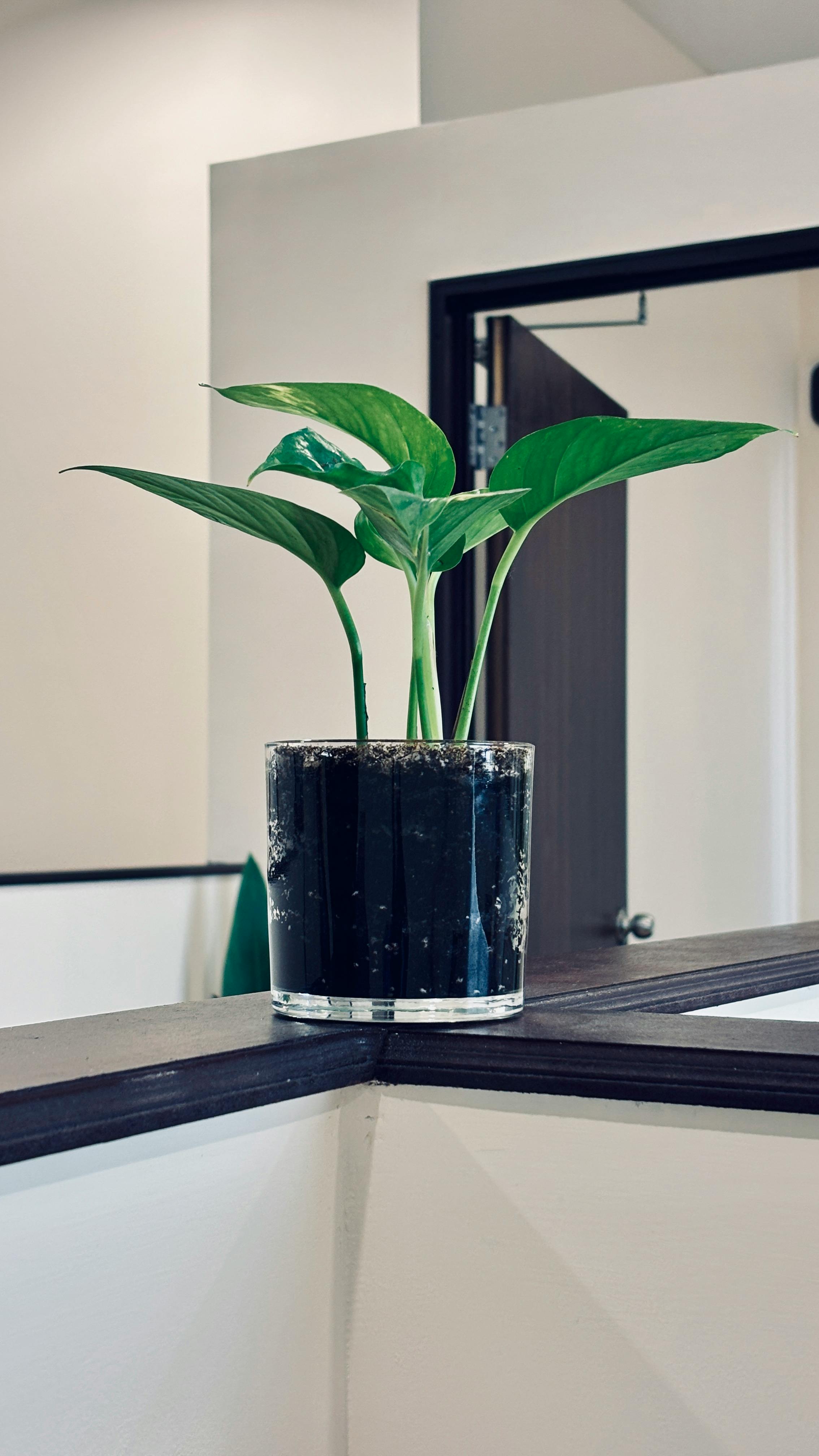 бесплатная Изящное комнатное растение в светлом уголке офиса, демонстрирующее современный минимализм. Стоковое фото