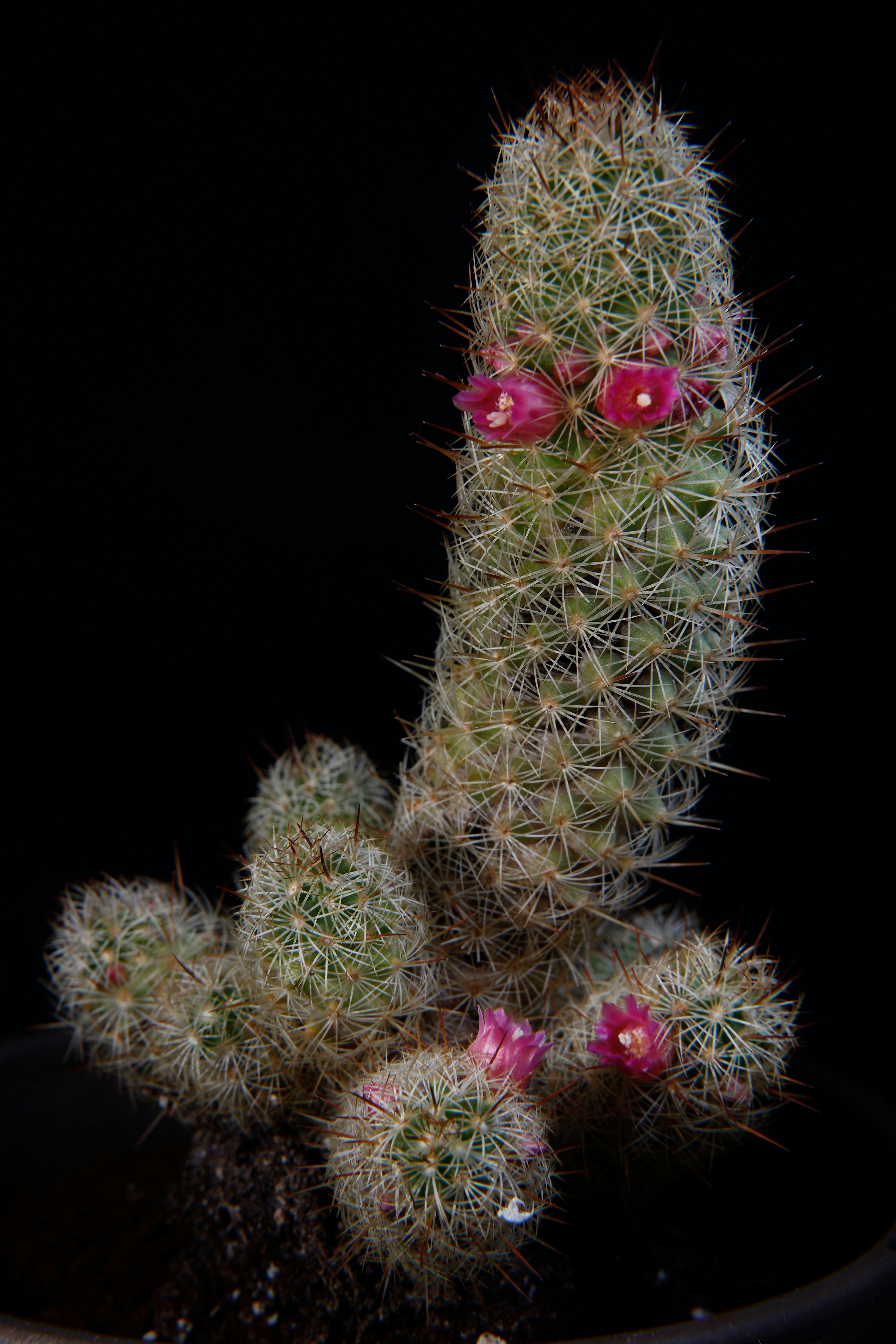 Close-up of a Mammillaria cactus with bright pink flowers against a dark background.