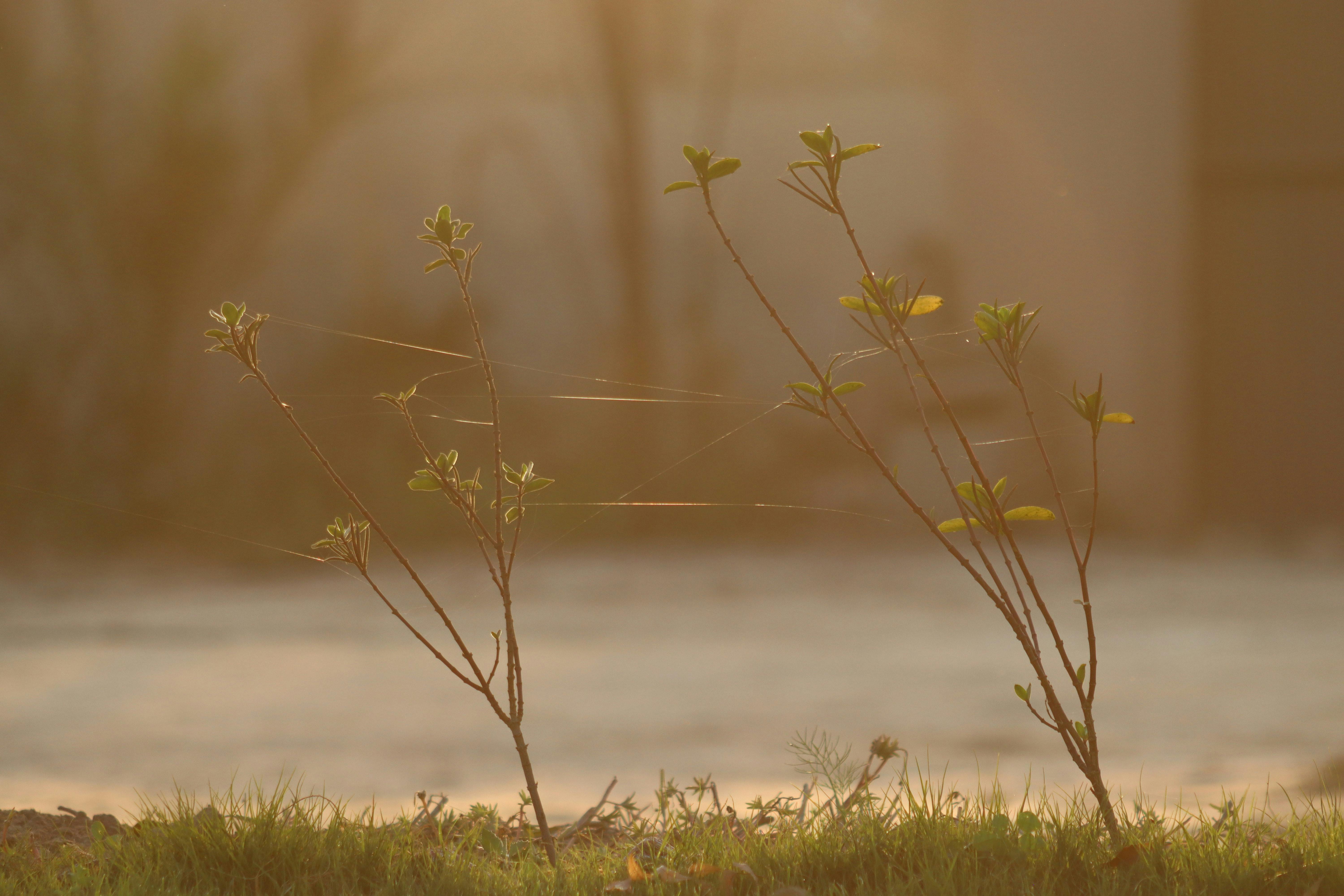 A serene scene of sunlit branches with spiderwebs, captured during a calm morning outdoors.