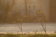 Sunlit Branches with Spiderwebs in Morning Light