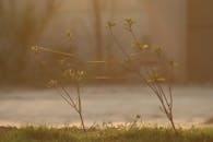 Sunlit Plant with Spider Webs at Dawn