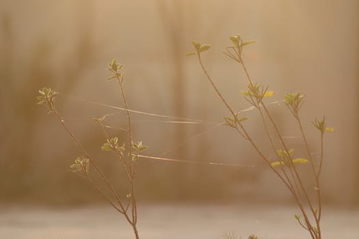 Sunlit close-up of slender plants with spiderwebs in an early morning glow.