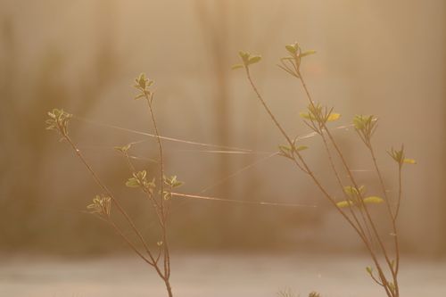 Free Sunlit close-up of slender plants with spiderwebs in an early morning glow. Stock Photo