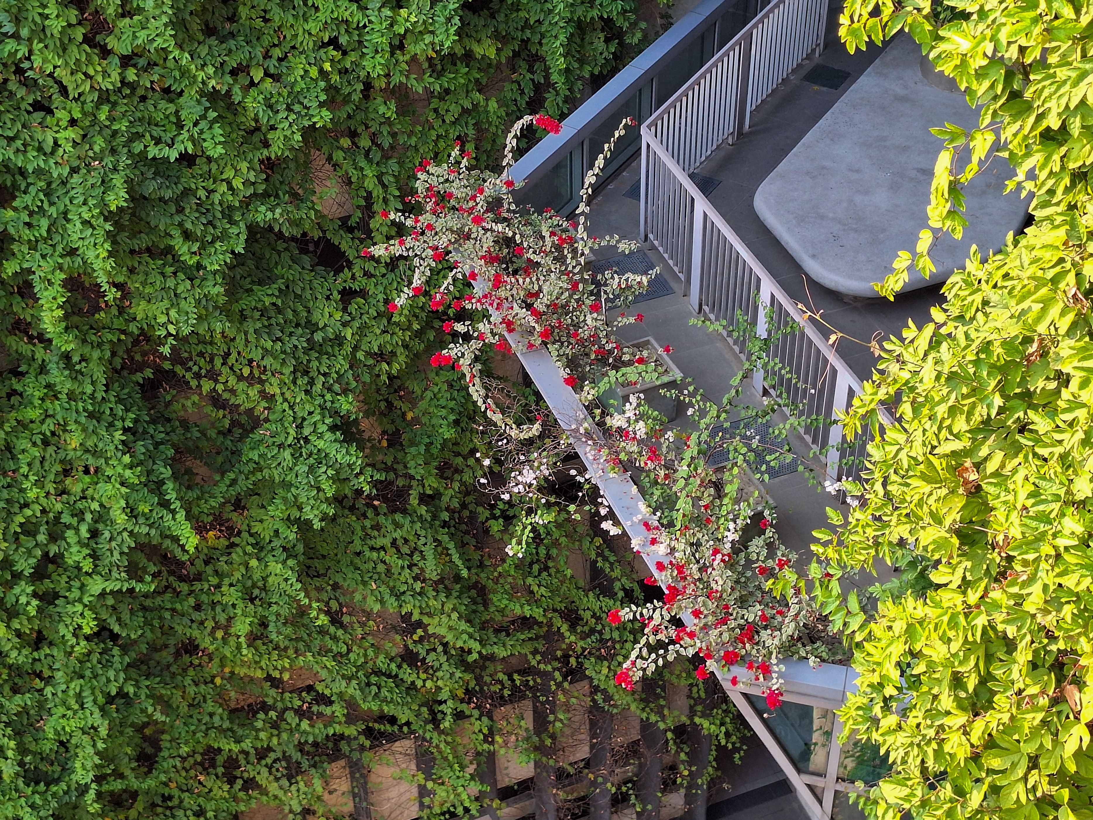 Flowering rail boxes providing privacy and color on a city balcony - balcony rail mounted planter