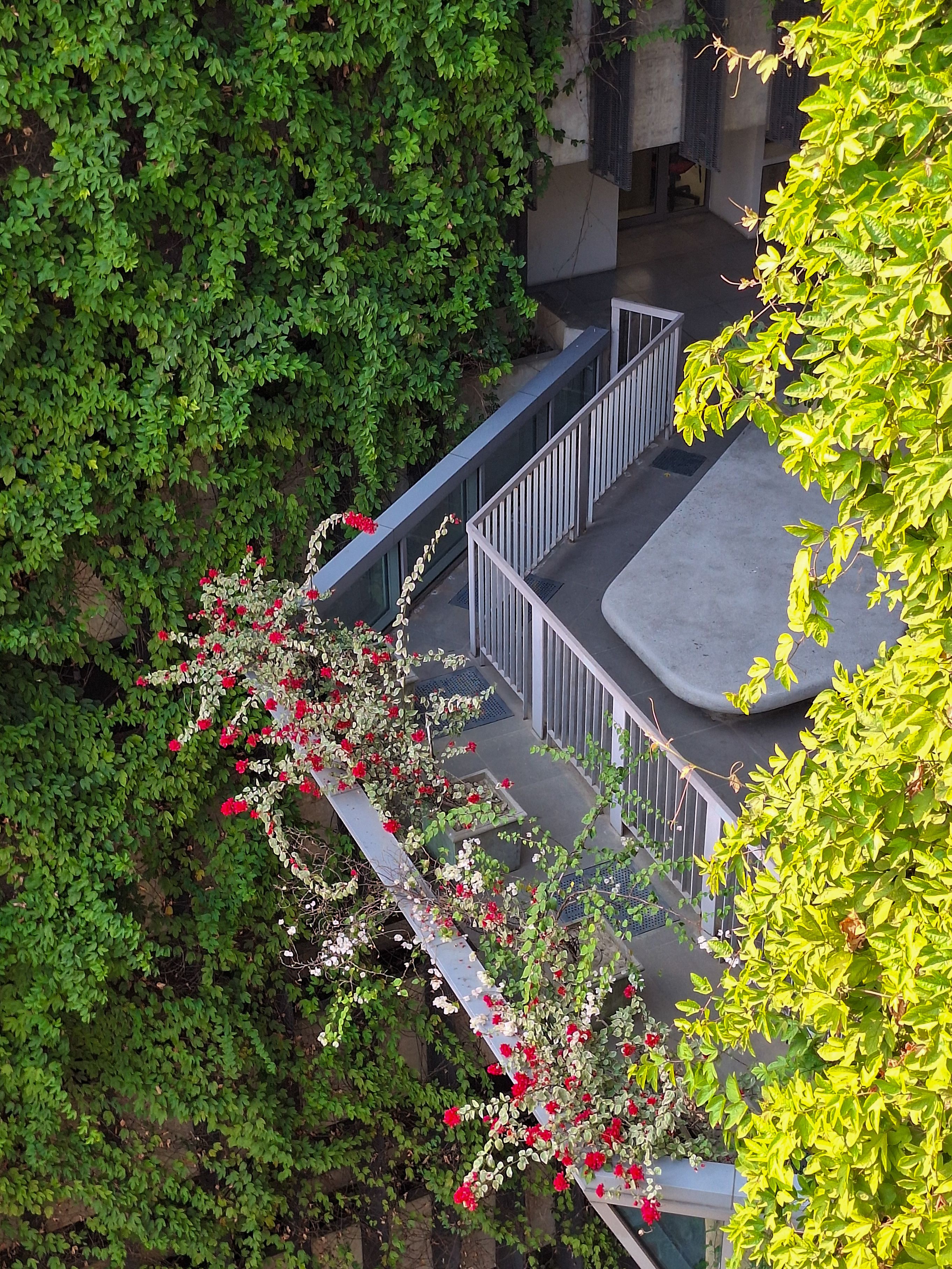 Comment choisir les meilleures plantes grimpantes pour votre balcon à Angers en 2026 