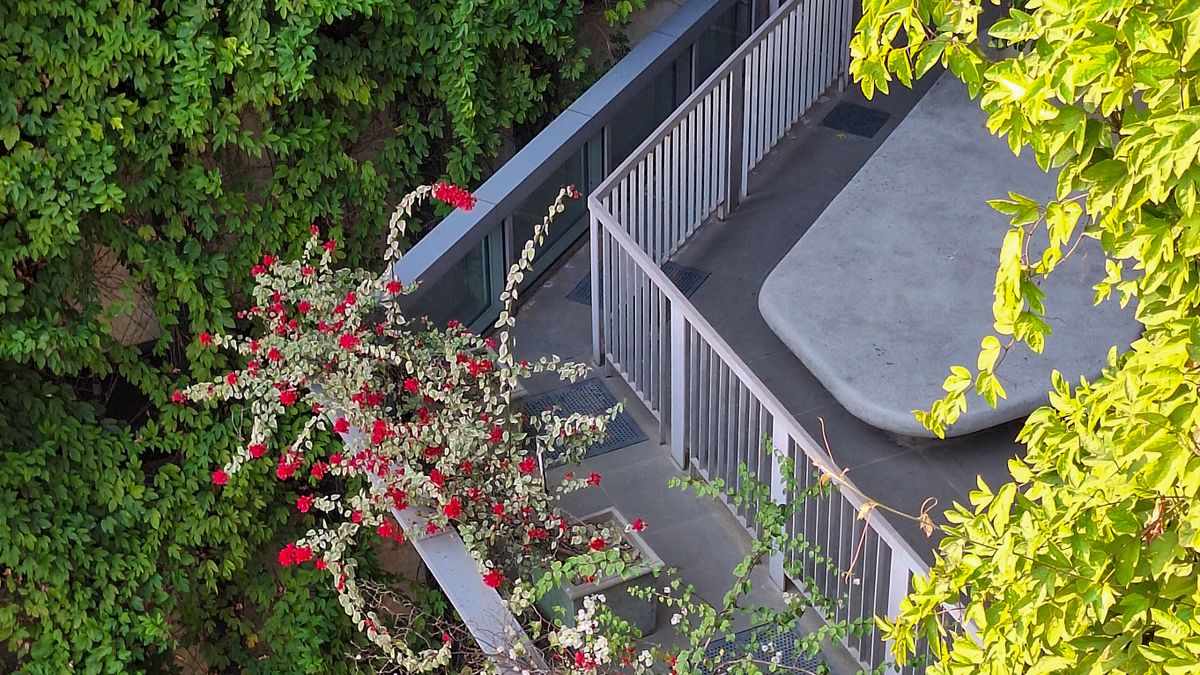 Comment choisir les meilleures plantes grimpantes pour votre balcon à Angers en 2026