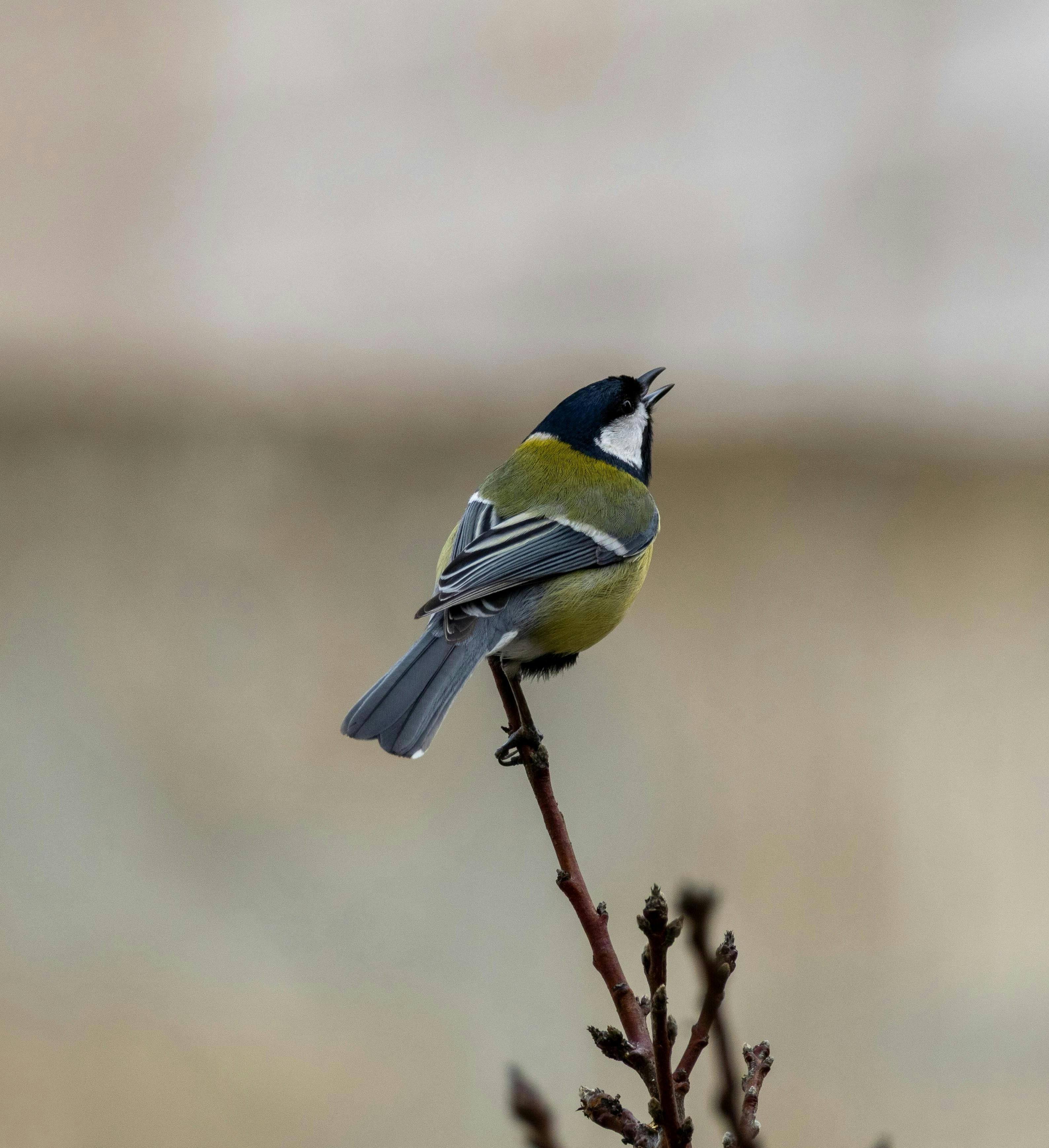 Gratis Seekor burung Great Tit bernyanyi di dahan dengan latar belakang yang buram. Foto Stok