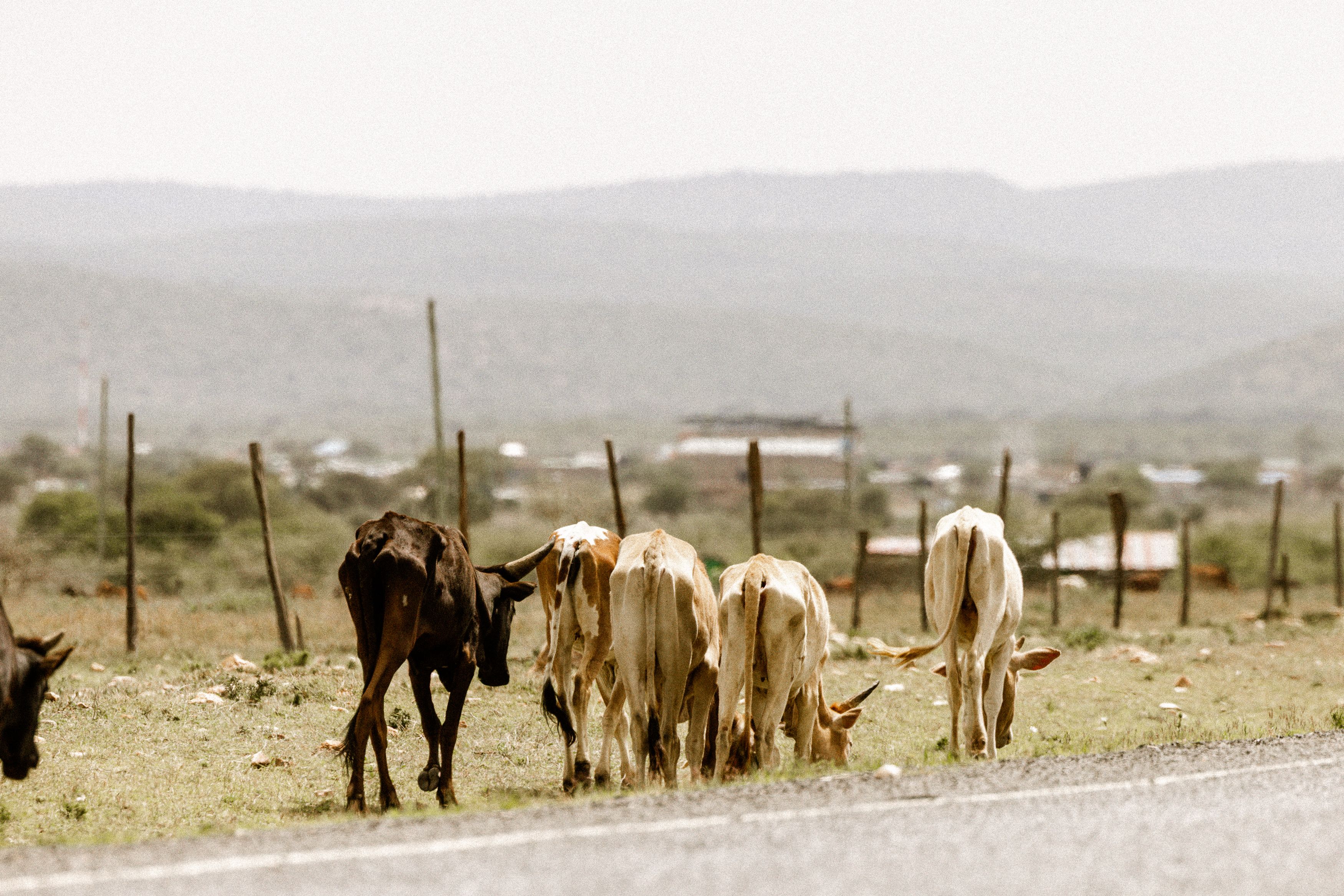 Cowandilla