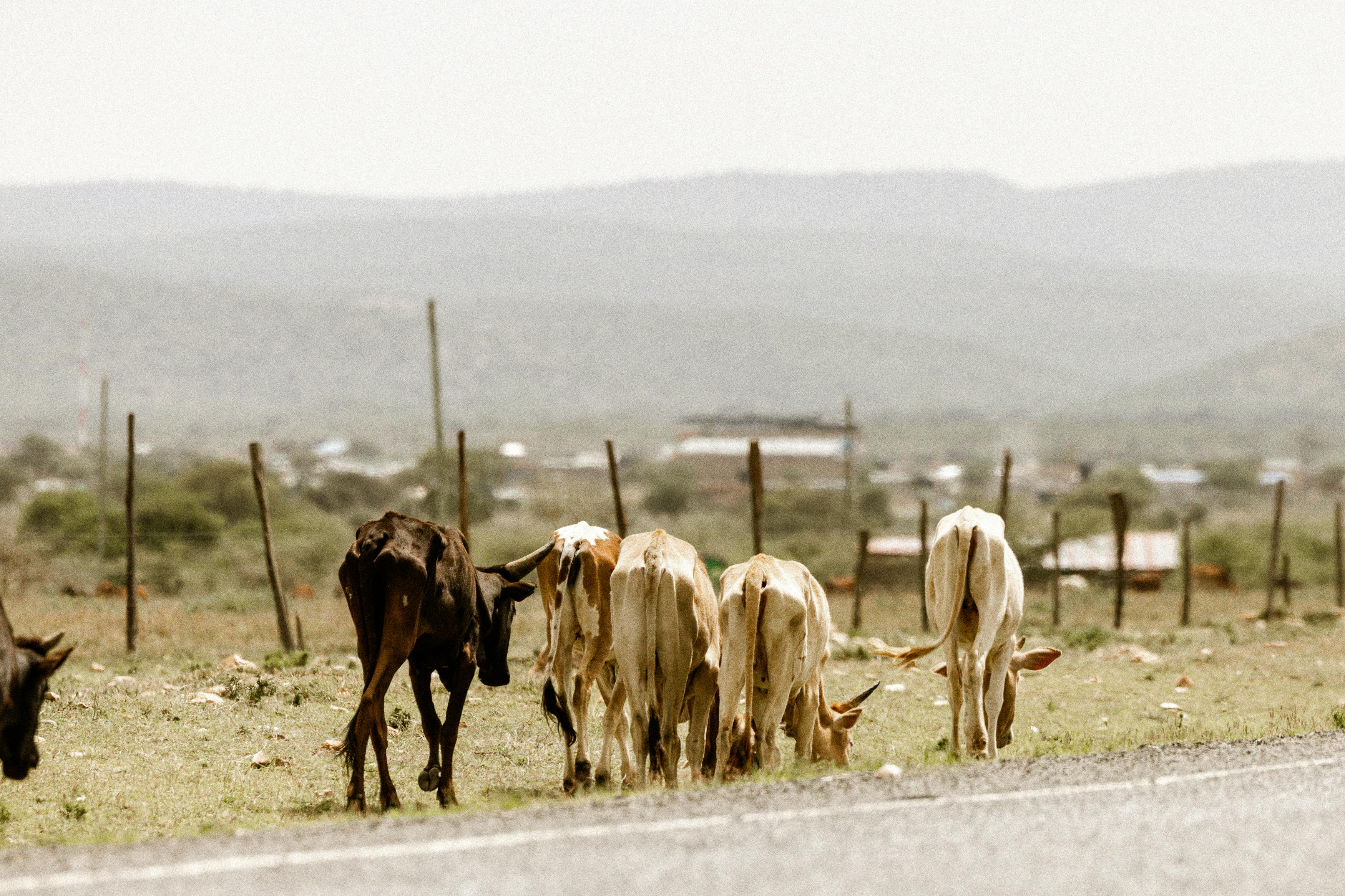 Gratis Sekelompok sapi merumput dengan tenang di dekat jalan pedesaan dengan perbukitan yang membentang di kejauhan. Foto Stok