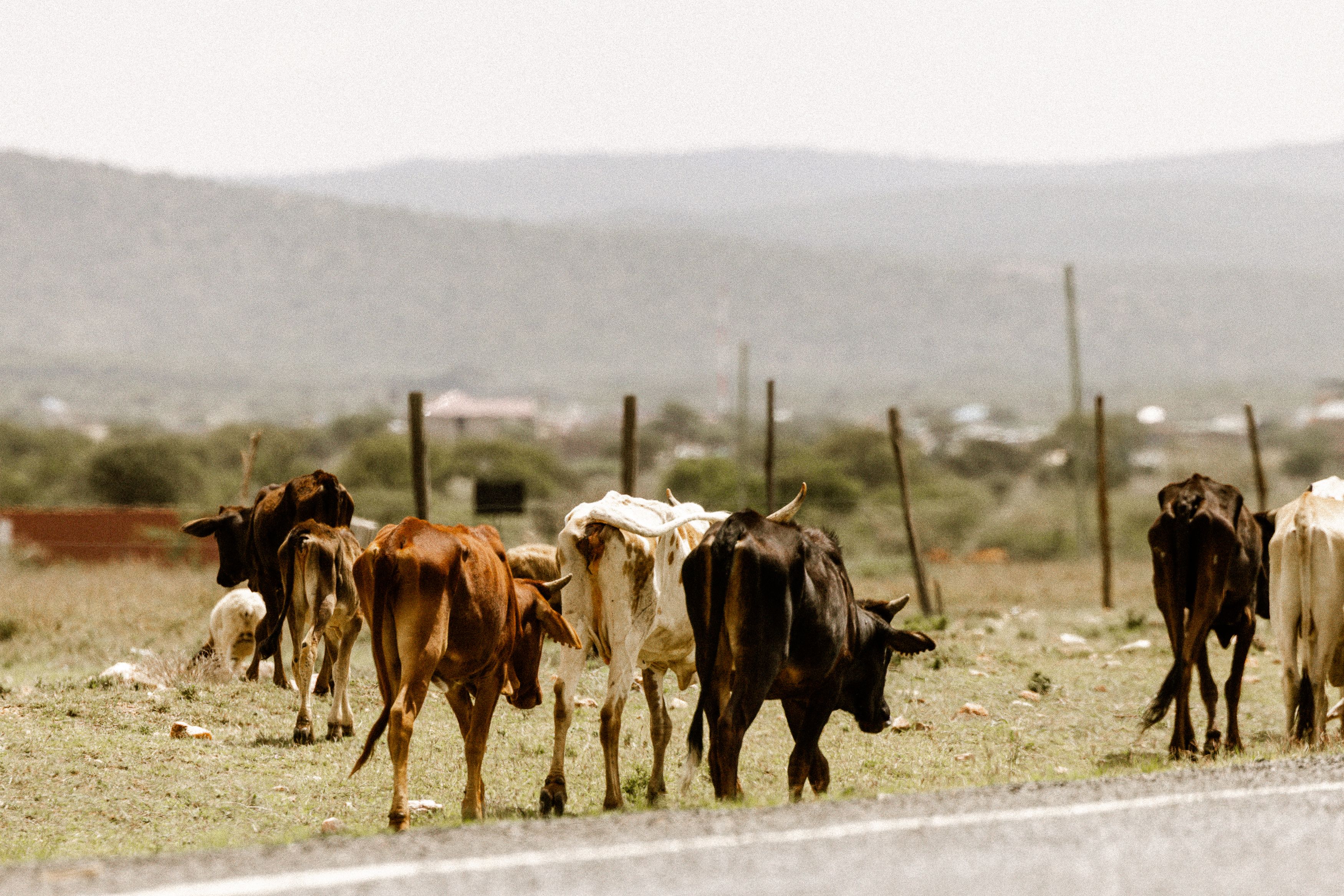 Grazing Cattle on Scenic Countryside Road · Free Stock Photo