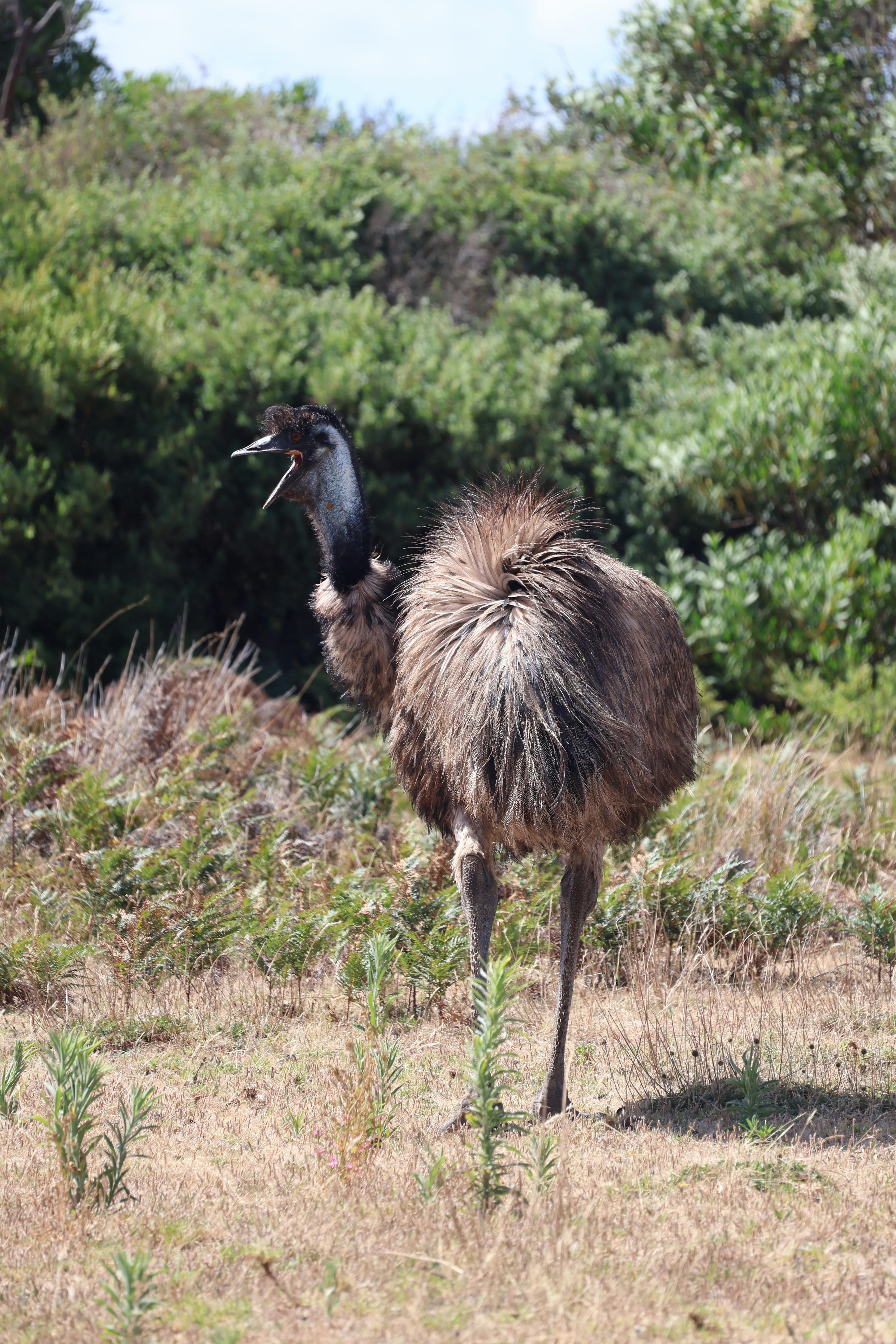 Gratis arkivbilde med @outdoor, åker, åpen nebb Arkivbilde