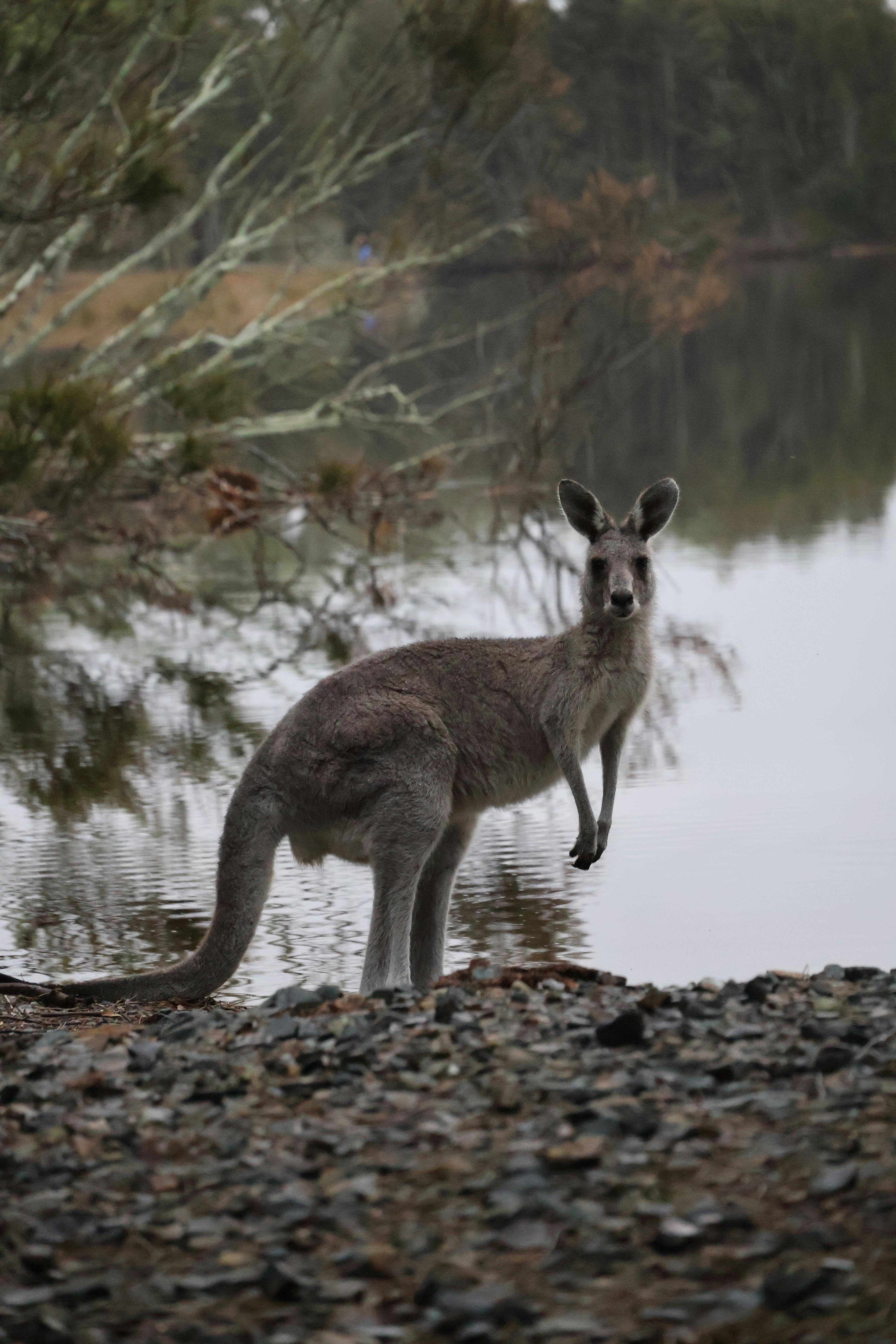 Gratis En kenguru står ved en fredelig innsjø i Kongo, NSW, Australia, og viser frem naturlig dyreliv. Arkivbilde