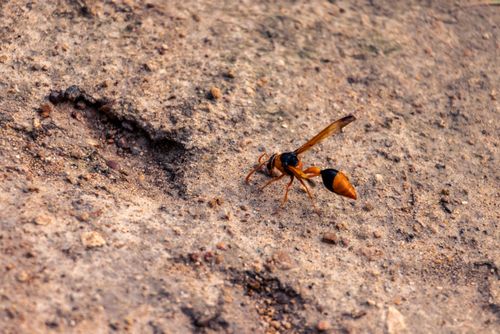 Free Detailed image of a potter wasp on a rocky surface showcasing natural textures. Stock Photo