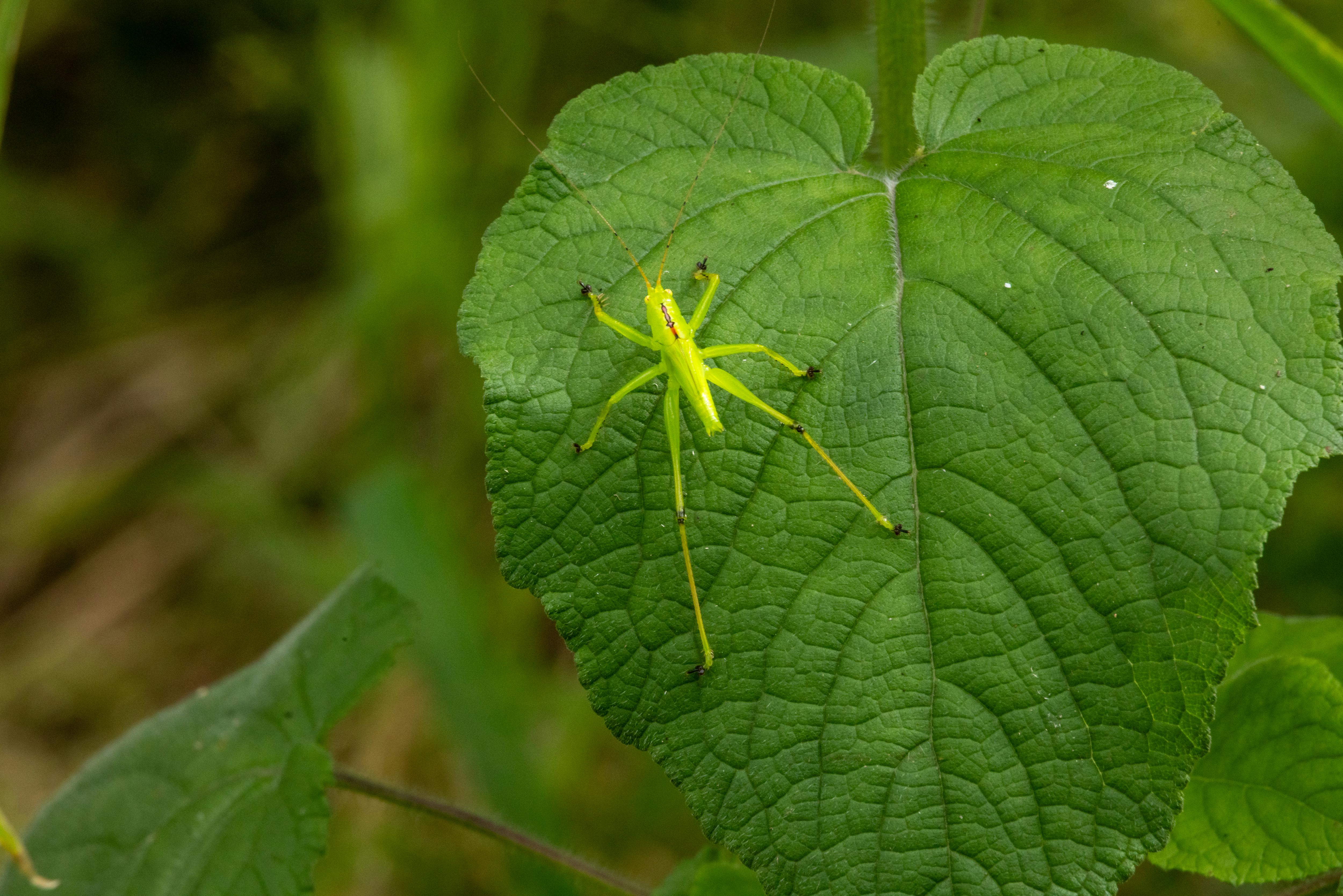 Gratis Nærbilde av en grønn katydid som sitter på et stort blad i naturlige omgivelser. Arkivbilde