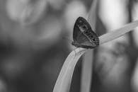 Black and White Butterfly on Leaf Close-up
