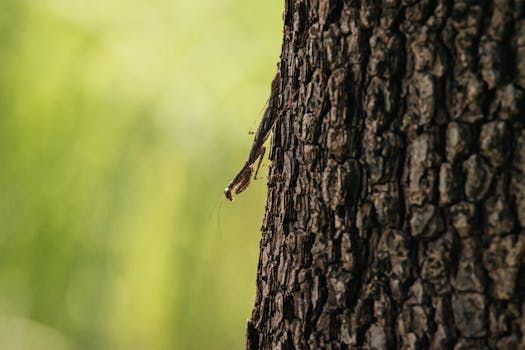 Close-up photo of a dragonfly on a textured tree trunk with a blurred green background.