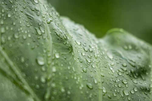Free Detailed macro shot of dew droplets on a lush green leaf in Indonesia. Stock Photo