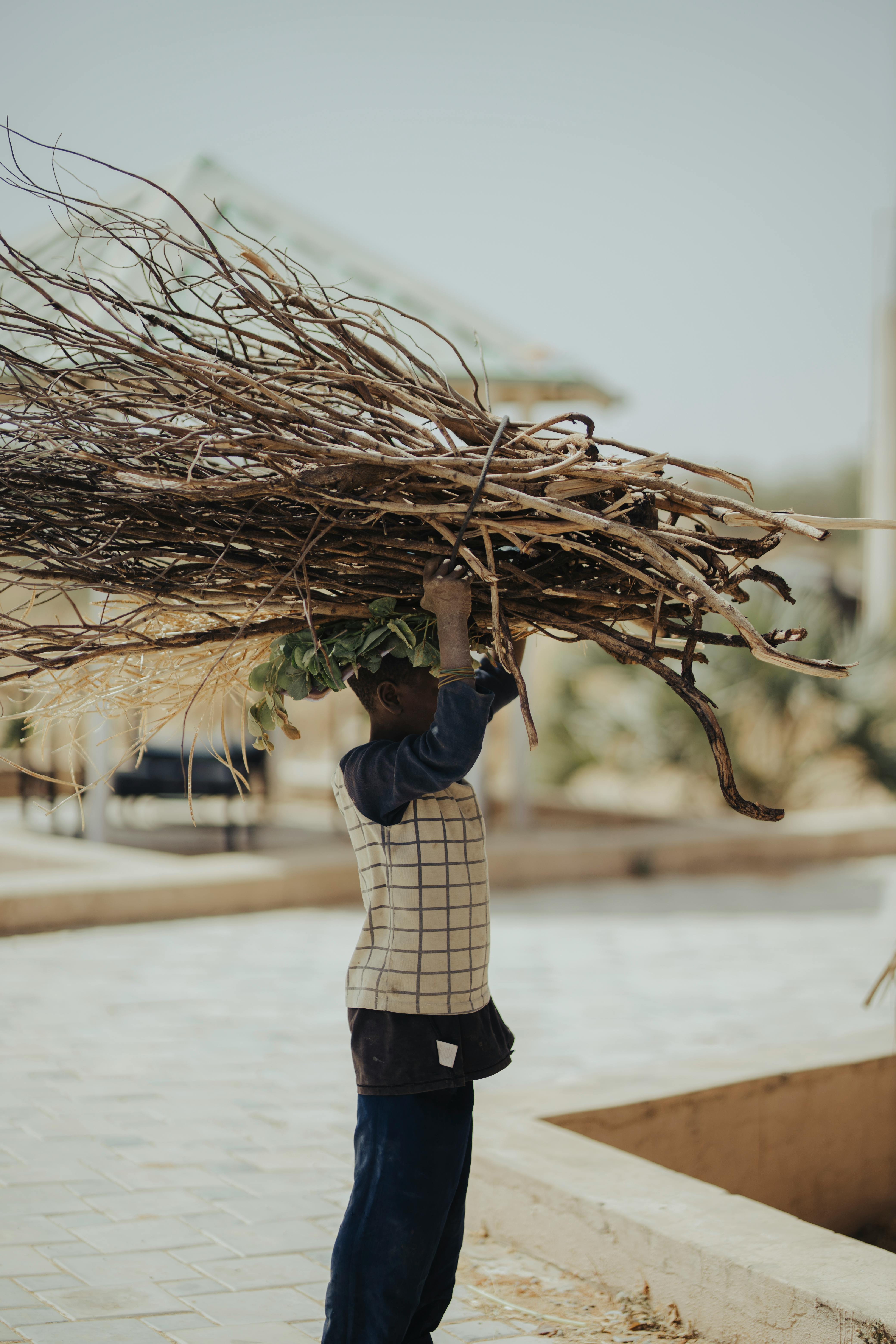 Gratis En ung gutt bærer en stor bunt med ved utendørs i Kano, Nigeria. Arkivbilde