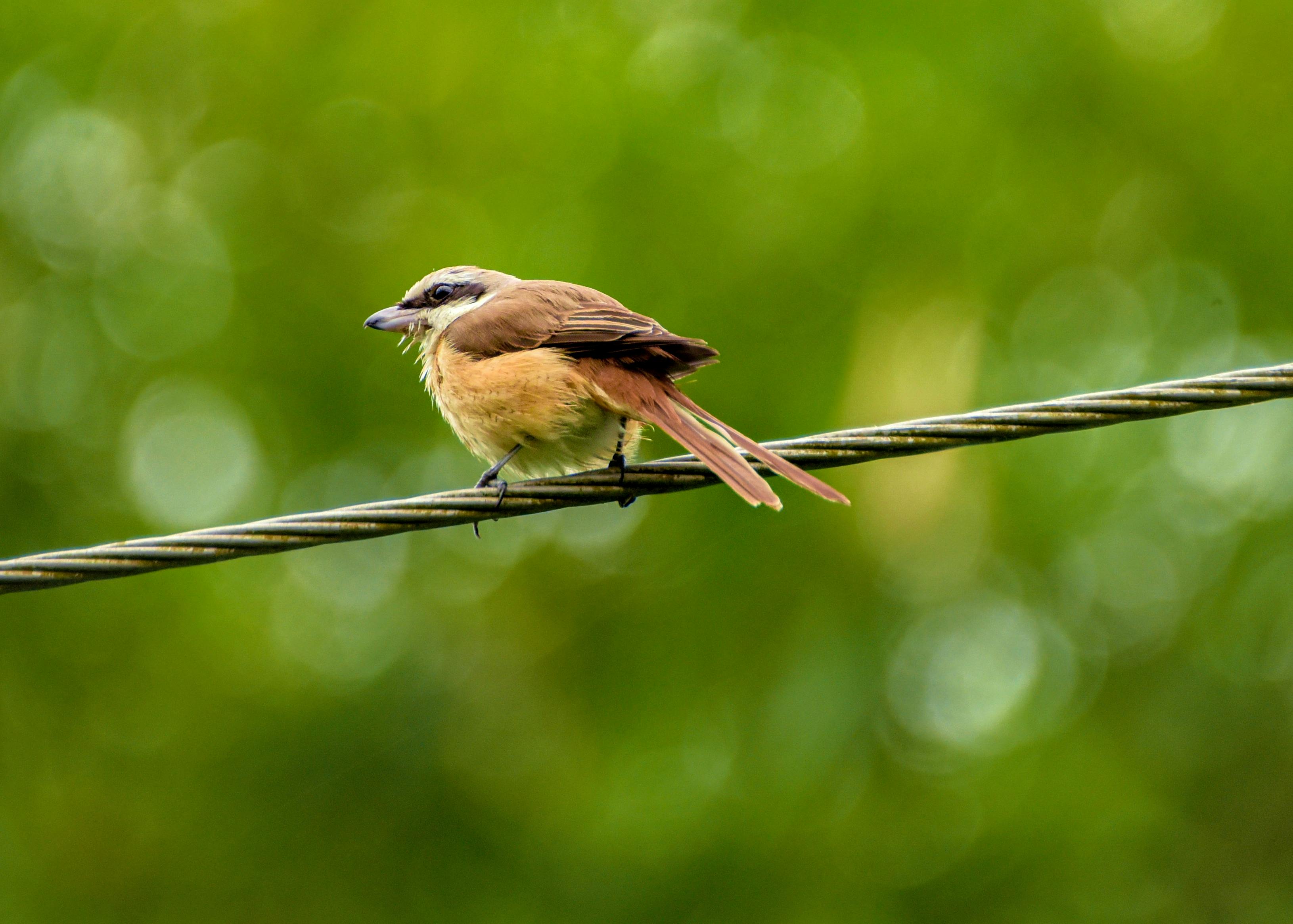 бесплатная Маленькая коричневая птичка сидит на проводе на фоне пышного, размытого зеленого пейзажа. Стоковое фото