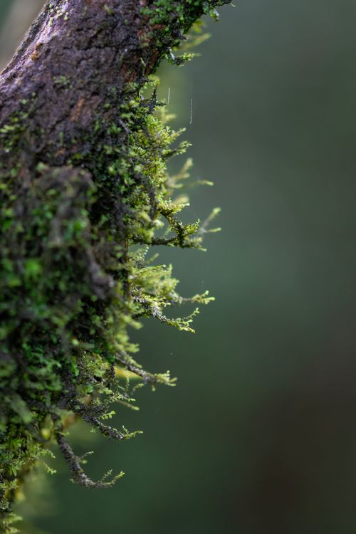 Free Detailed macro shot of vibrant green moss growing on tree bark in nature. Stock Photo