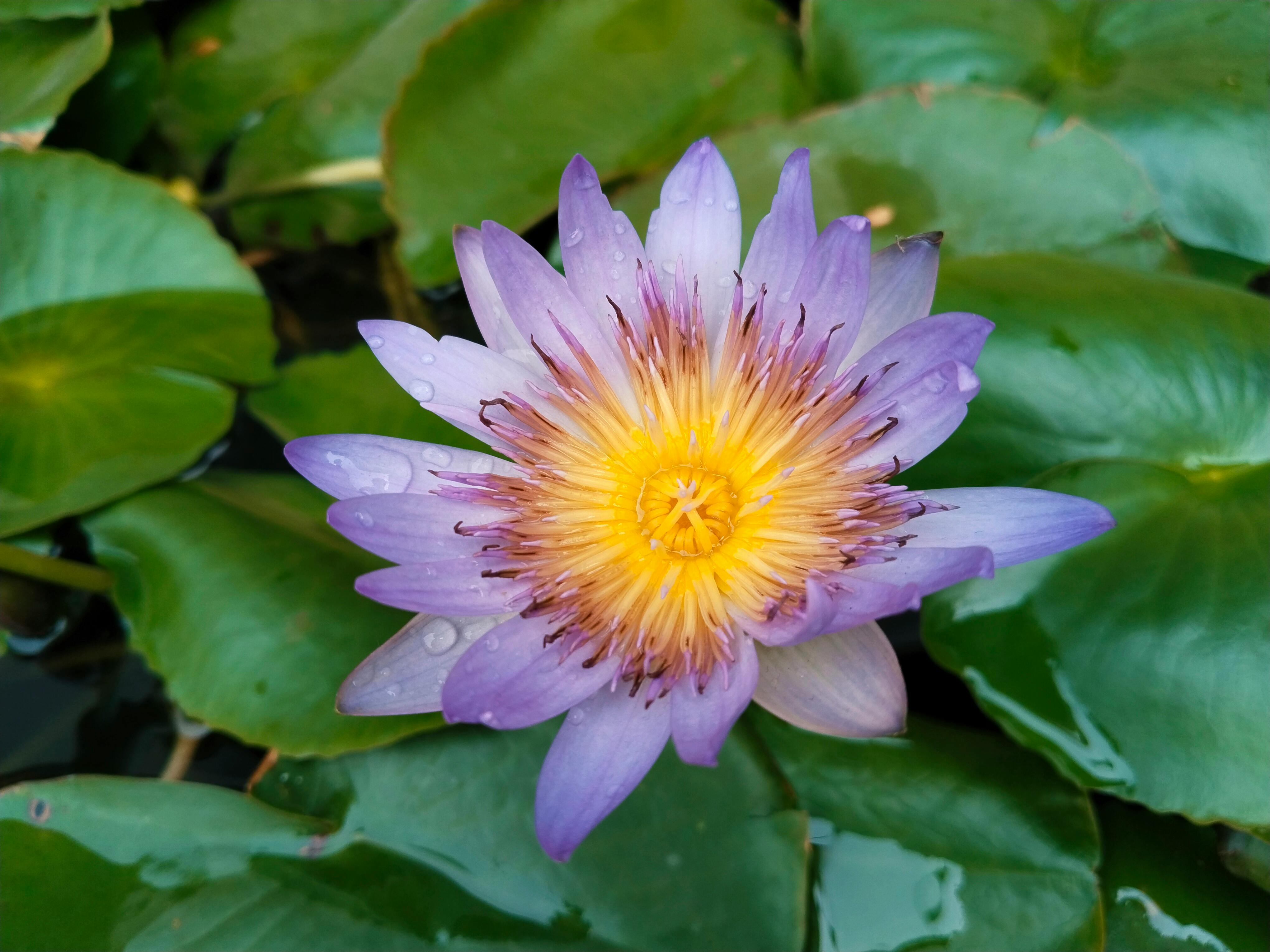 Gratis Nærbillede af en farverig lilla åkande med dugdråber på blade, taget udendørs i Bangladesh. Lagerfoto