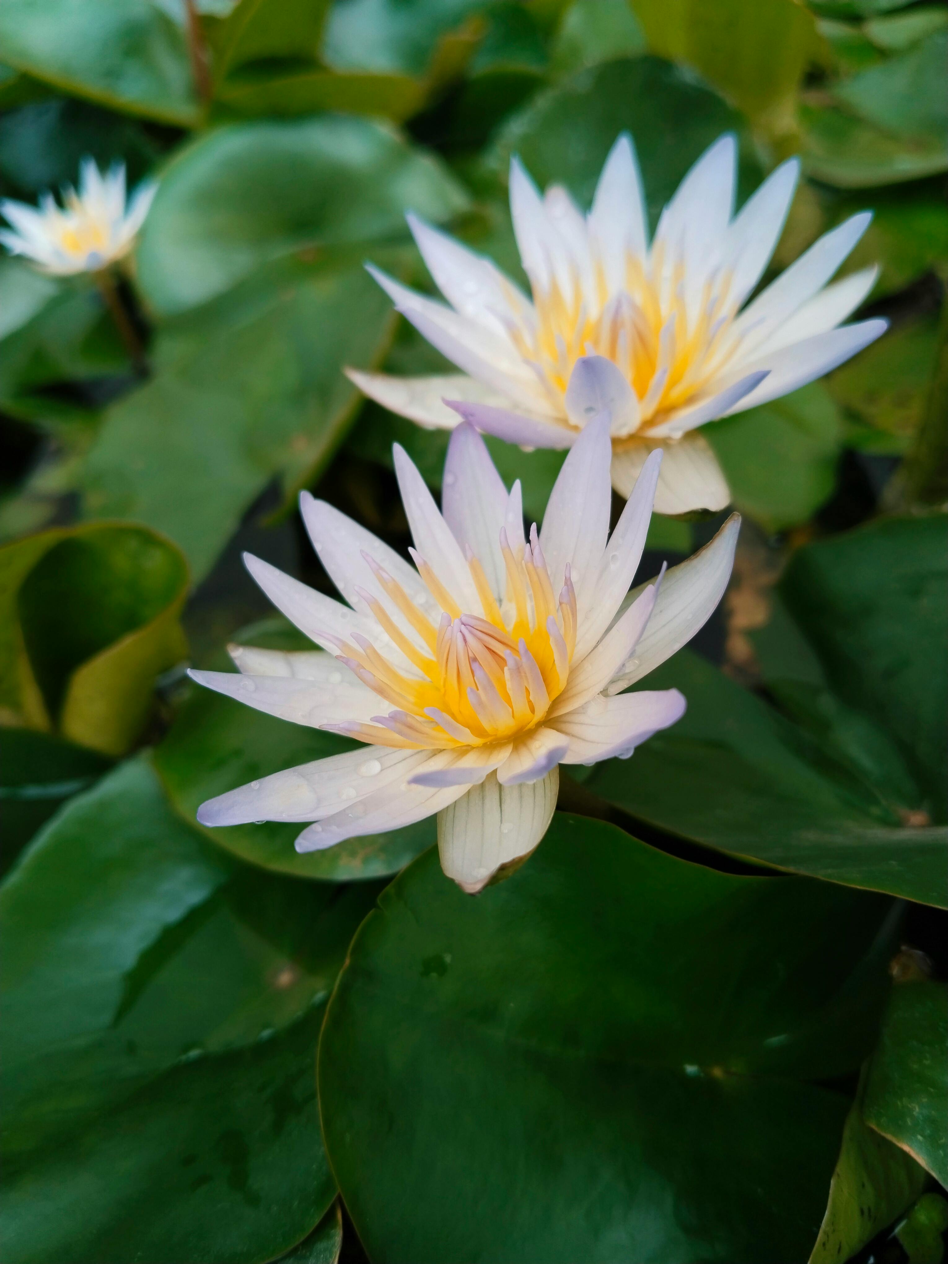 Gratis Livlige hvide og gule åkander i en havedam i Bangladesh. Lagerfoto