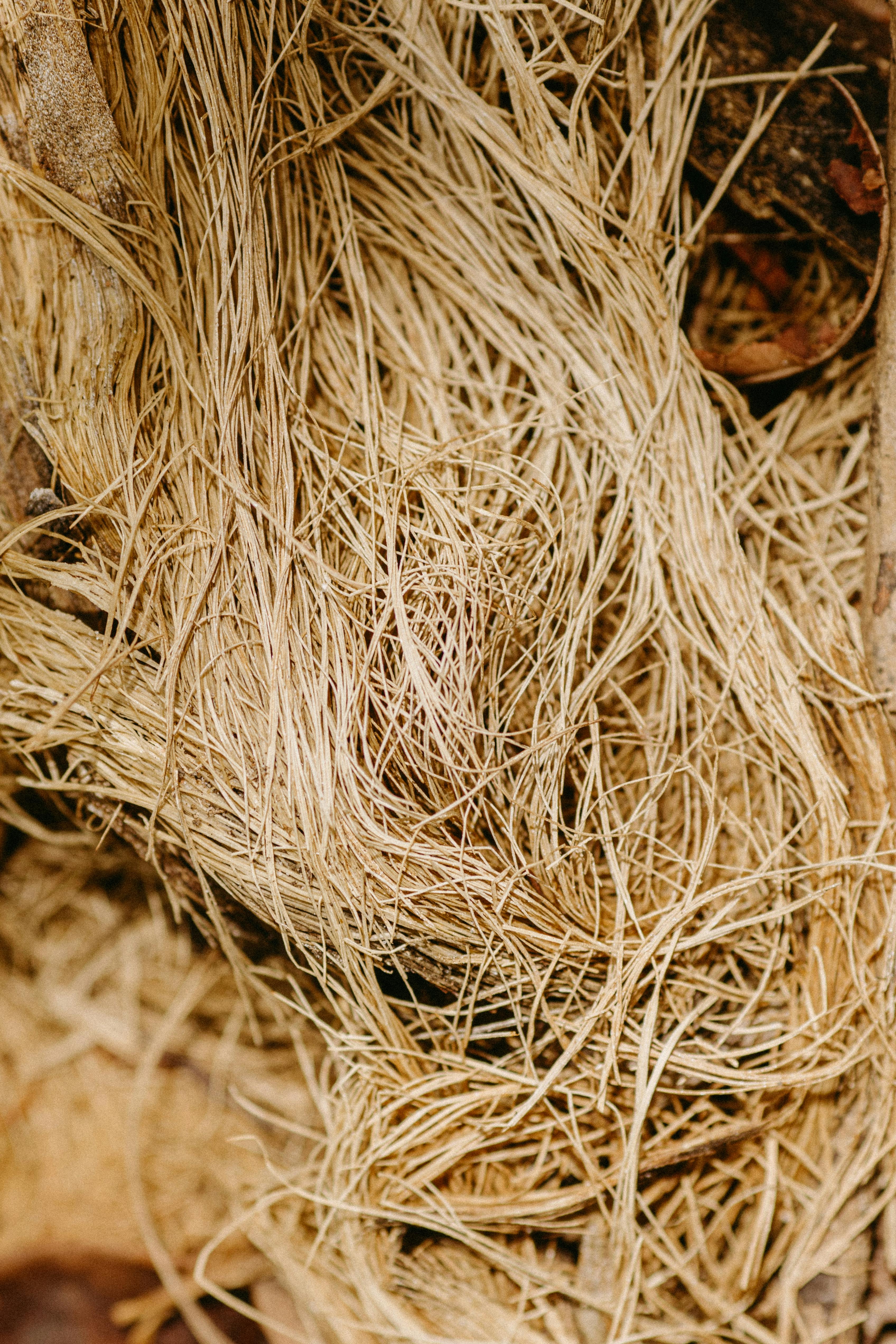 Kostnadsfria Detaljerad vy av trassliga naturfibrer, med rik textur och jordnära toner, perfekt för bakgrundsbruk. Stock foto