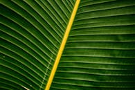 Close-Up of a Tropical Banana Leaf with Vibrant Green Texture
