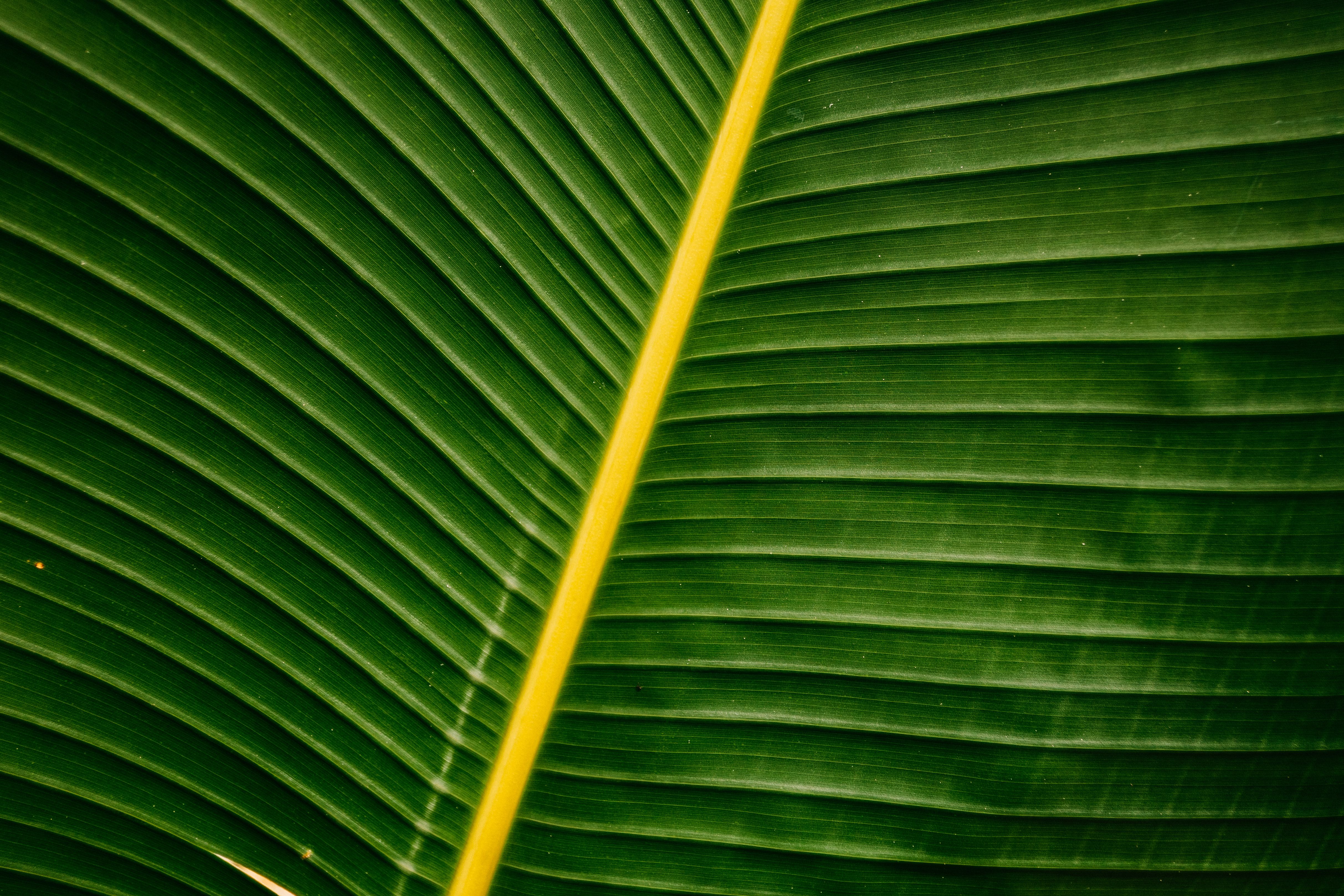 Gratuit Vedere detaliată a unei frunze de bananier care prezintă textura sa verde vibrantă și modelele naturale ale venelor. Fotografie de stoc