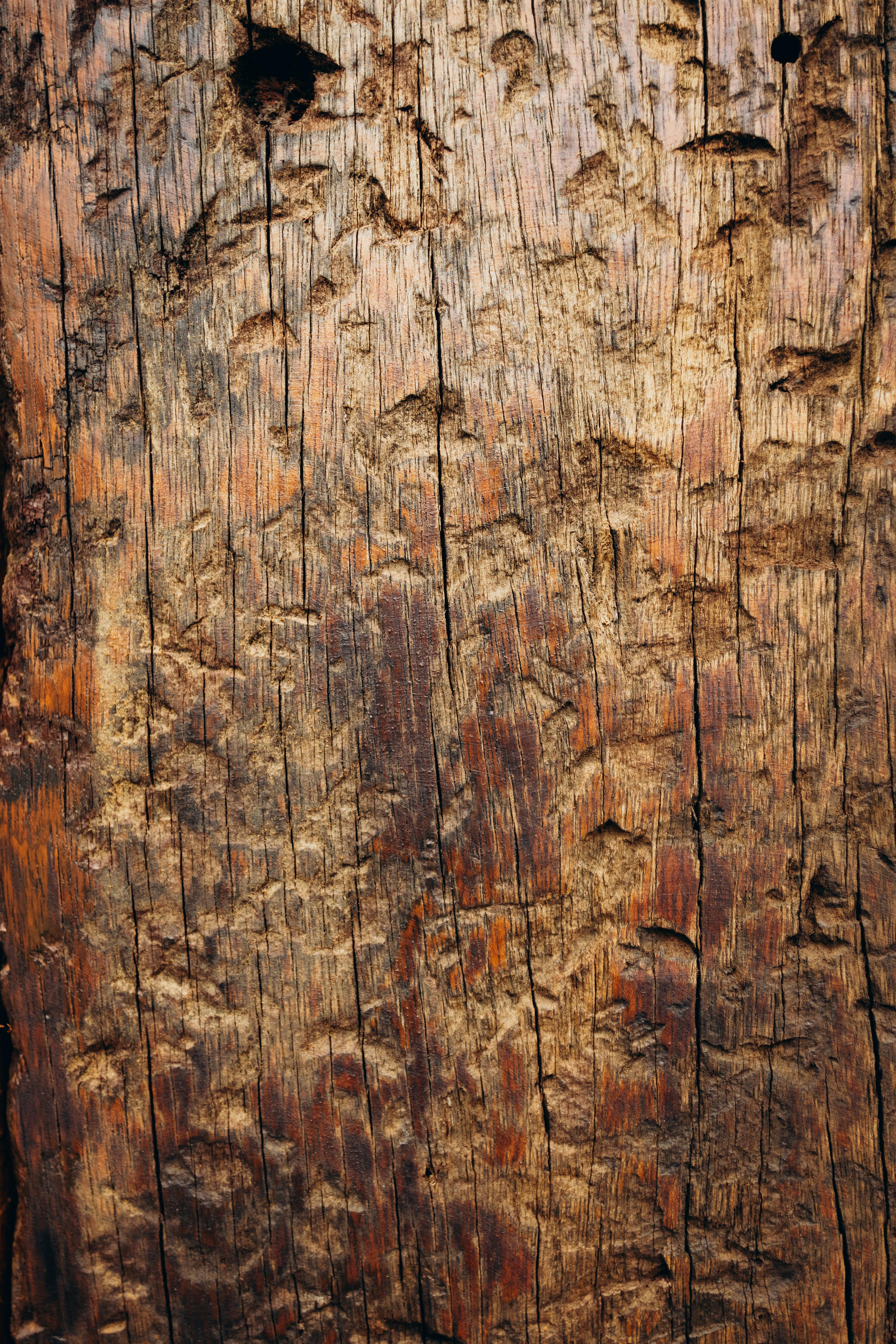 Gratis Primer plano de la textura de la corteza de un árbol desgastado que muestra patrones naturales y tonos terrosos. Foto de stock