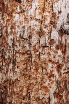 Detailed view of a weathered wooden surface showcasing natural textures and patterns.