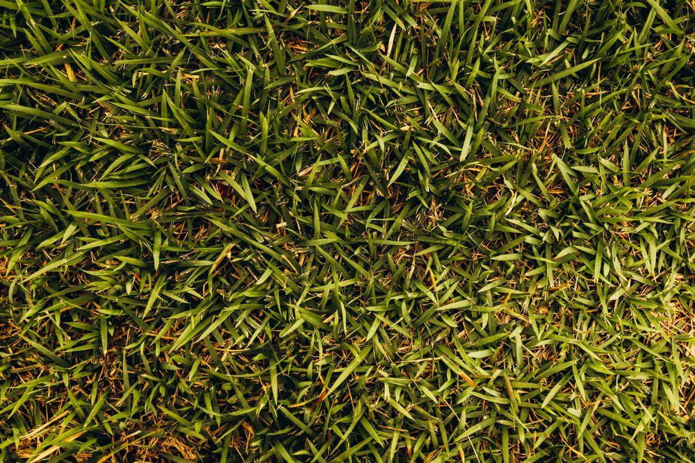 Fresh green lawn sod installation
