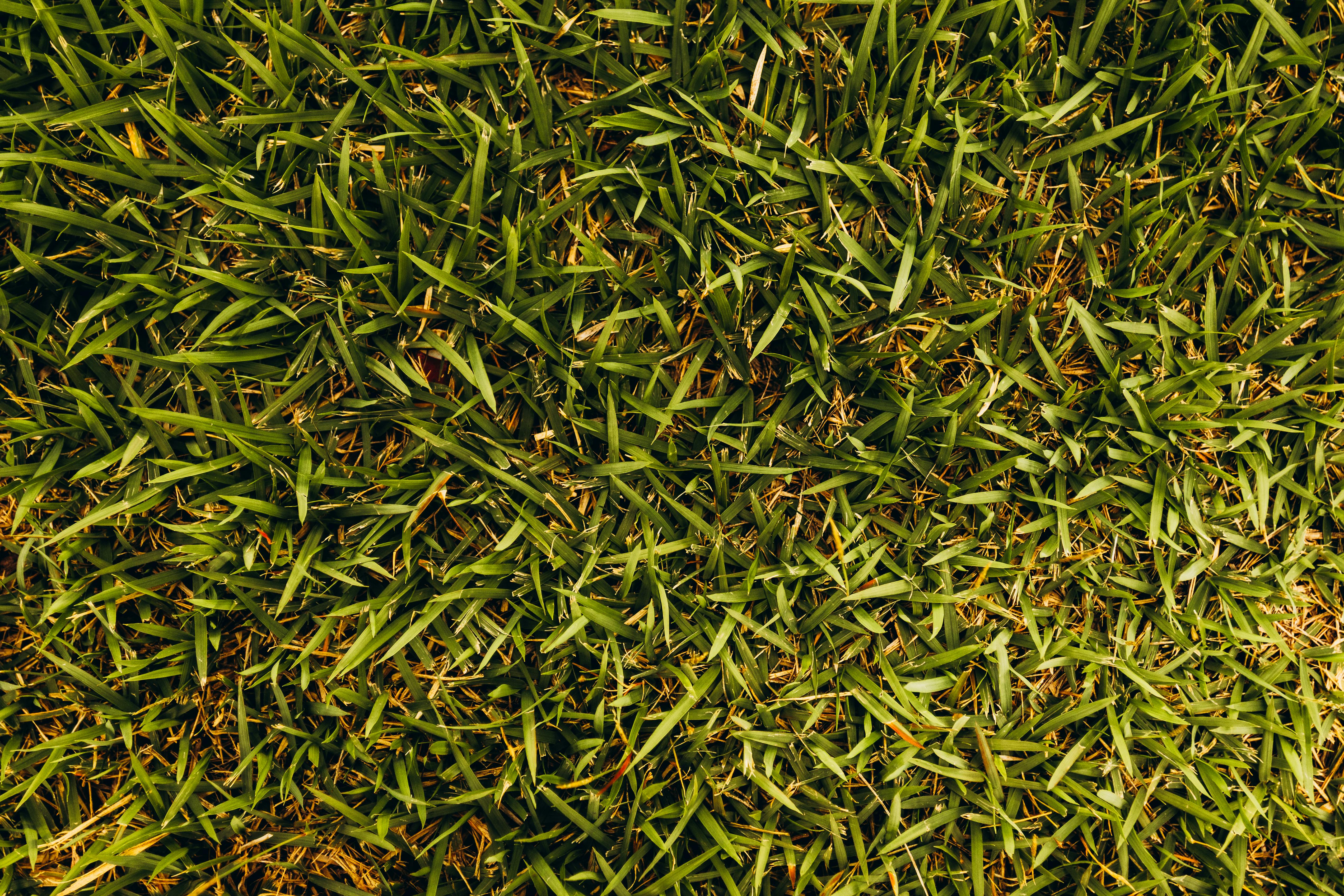 Free Close-up texture of green grass providing a natural and vibrant background. Stock Photo