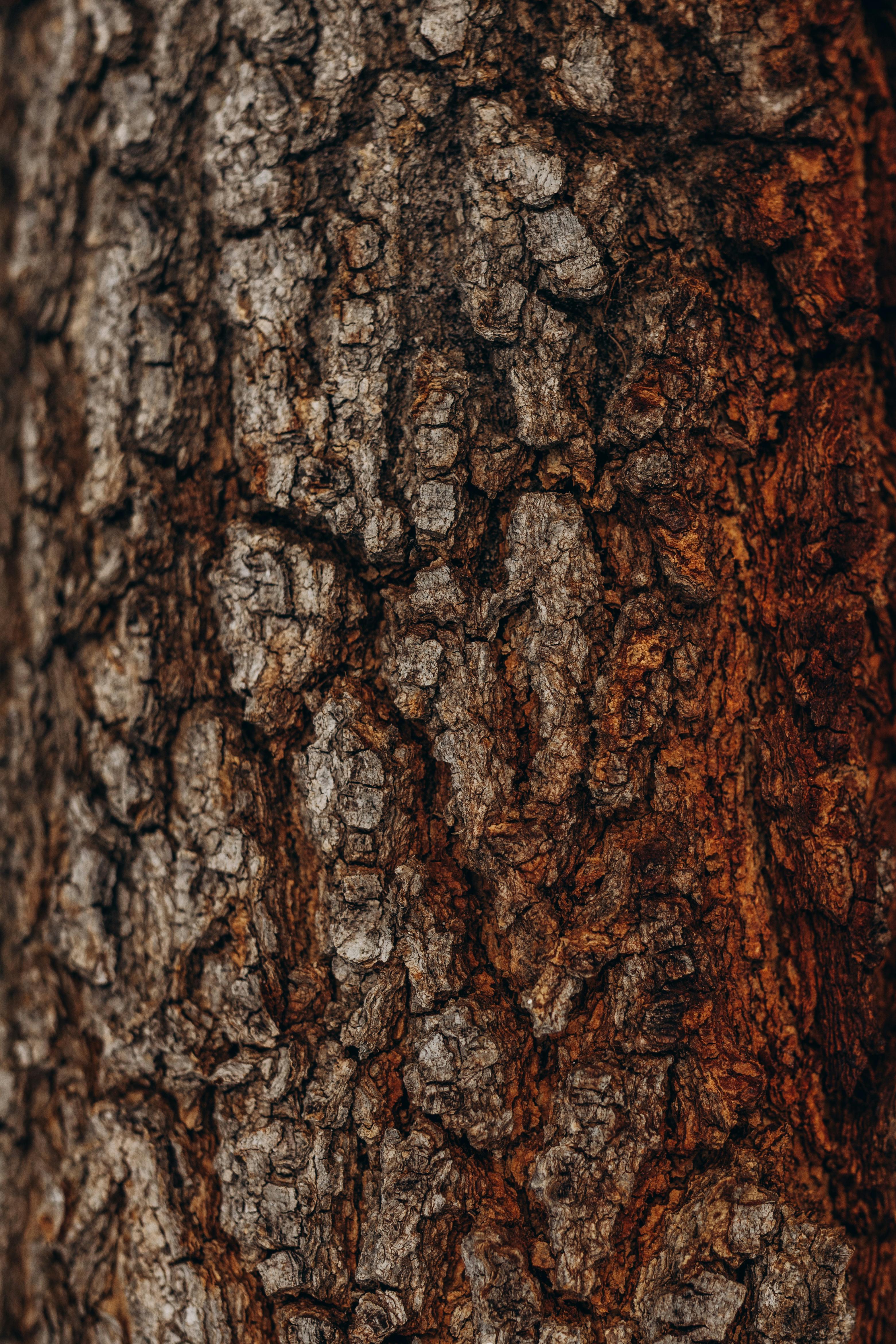 gratis Gedetailleerde close-up van de ruwe textuur van boomschors, die de ingewikkelde patronen van de natuur laat zien. Stockfoto