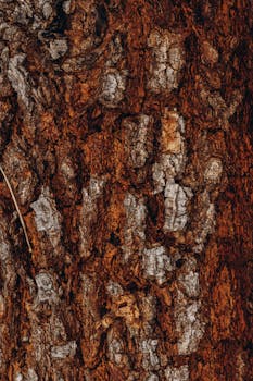 Detailed view of a tree's rugged bark texture, highlighting natural patterns in brown hues.