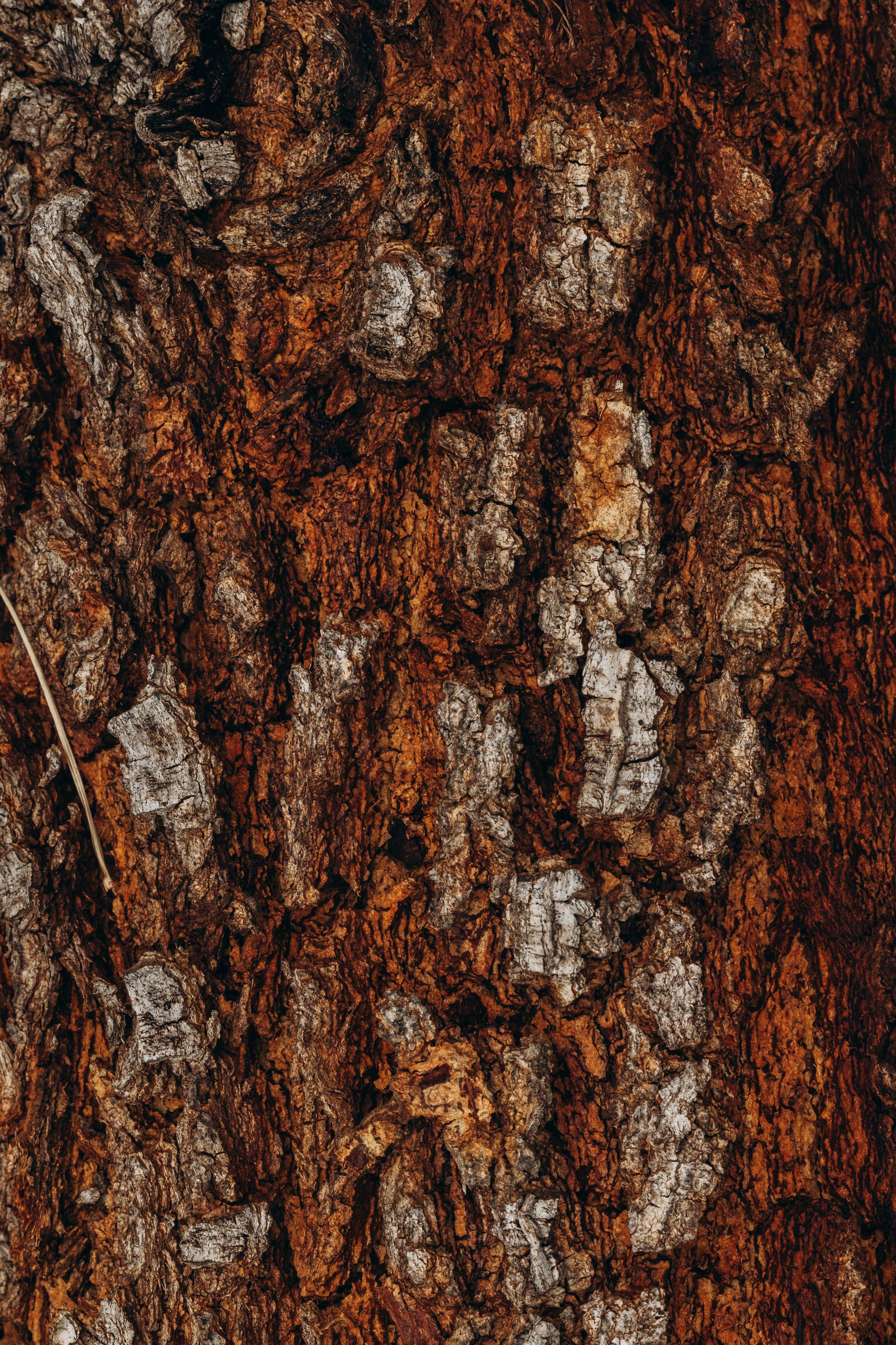 Free Detailed view of a tree's rugged bark texture, highlighting natural patterns in brown hues. Stock Photo