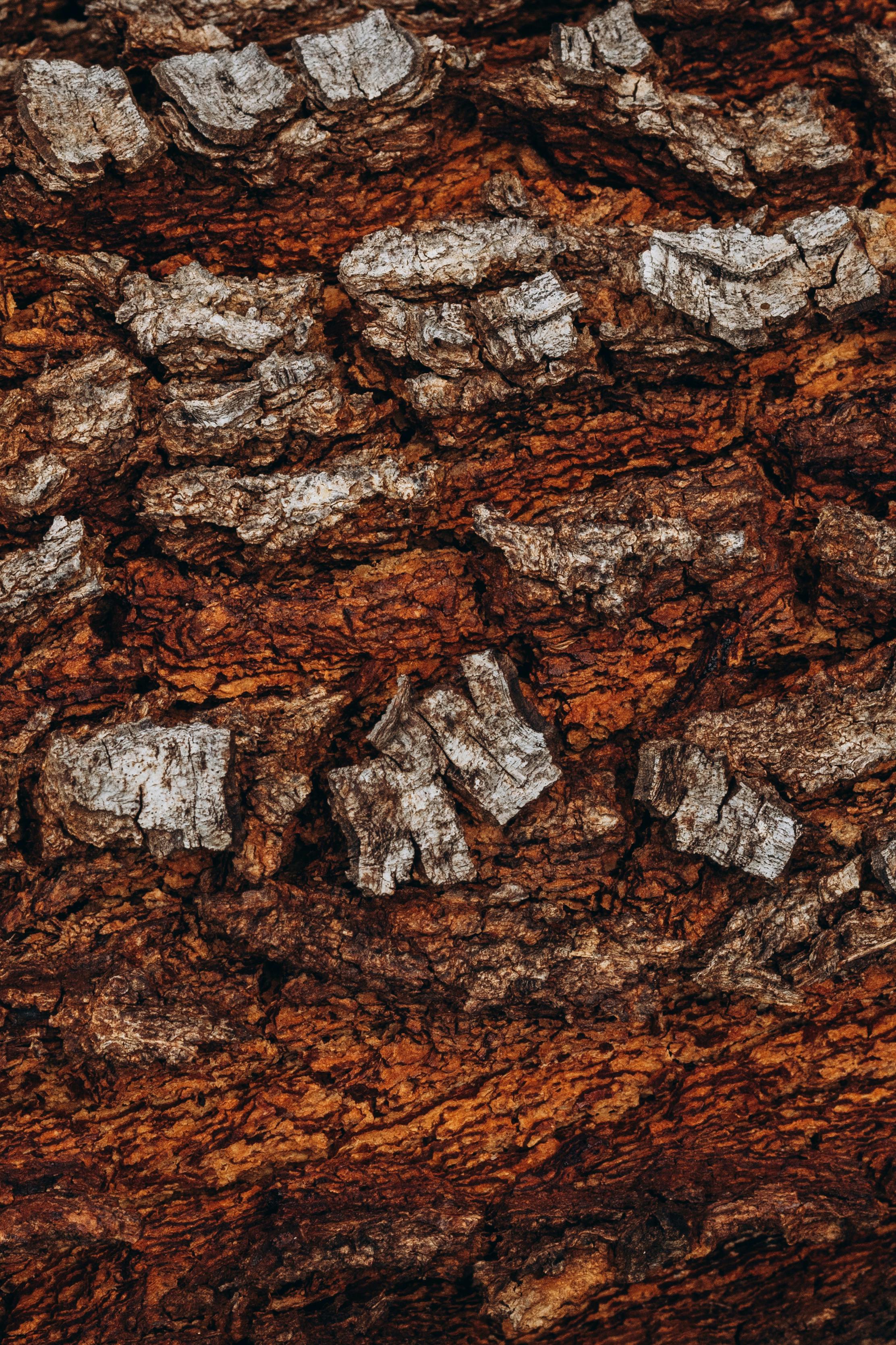 無料 複雑な詳細とパターンを示す、天然の樹皮の質感の高品質のクローズアップ。 写真素材