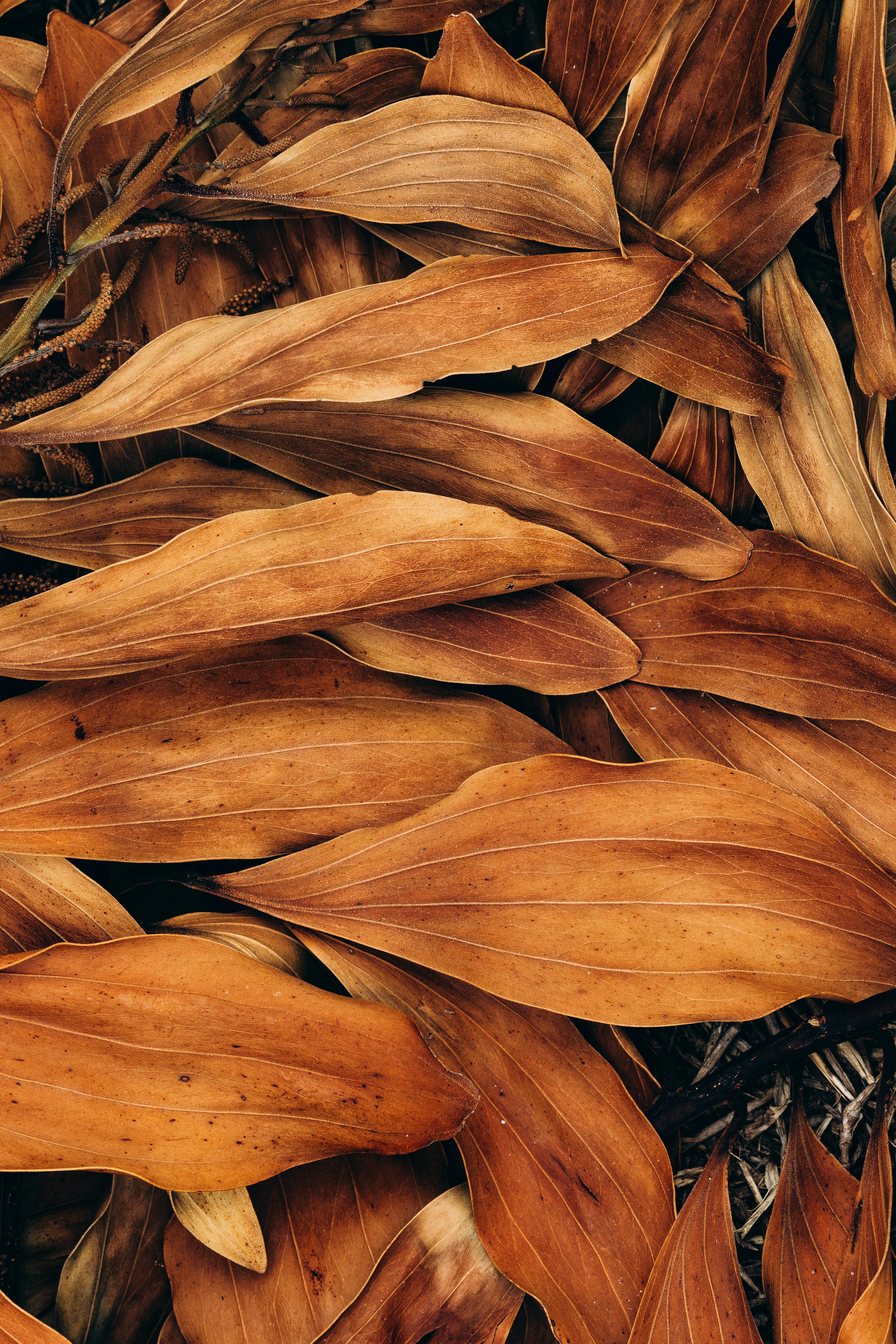 Gratis Foto stok gratis @ luar, abstrak alam, alam Foto Stok