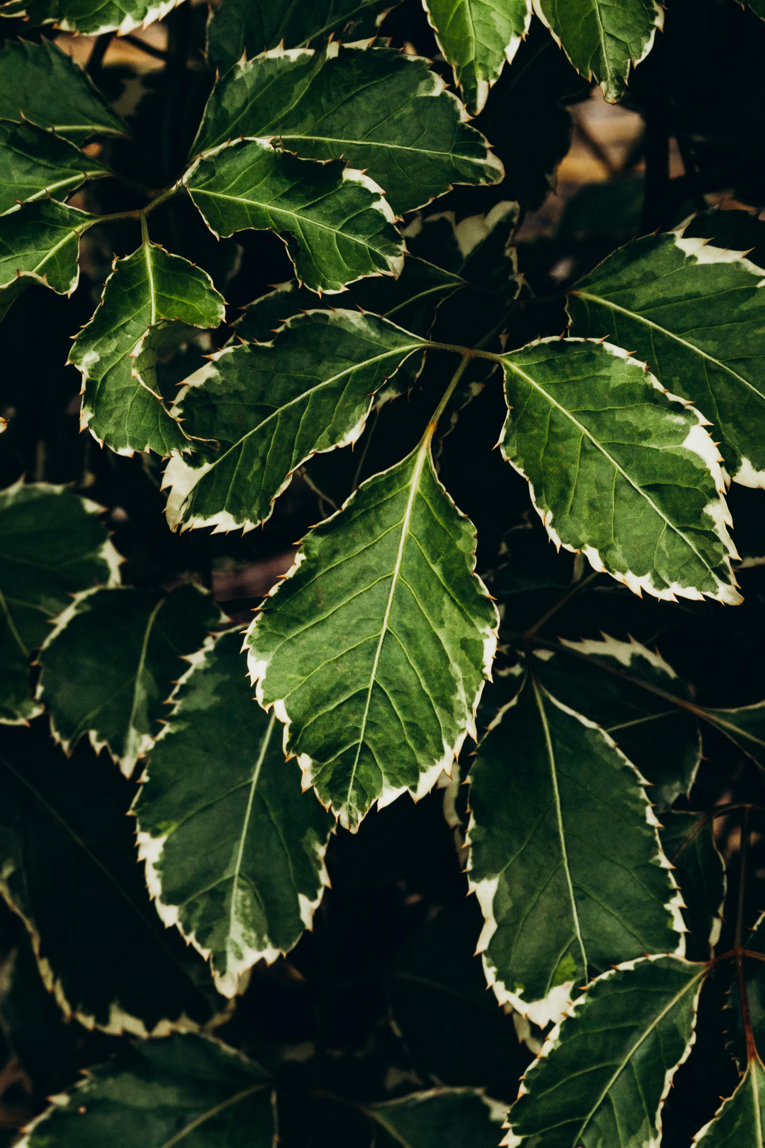 無料 エコロジー, オーガニック, グリーンプラントの無料の写真素材 写真素材