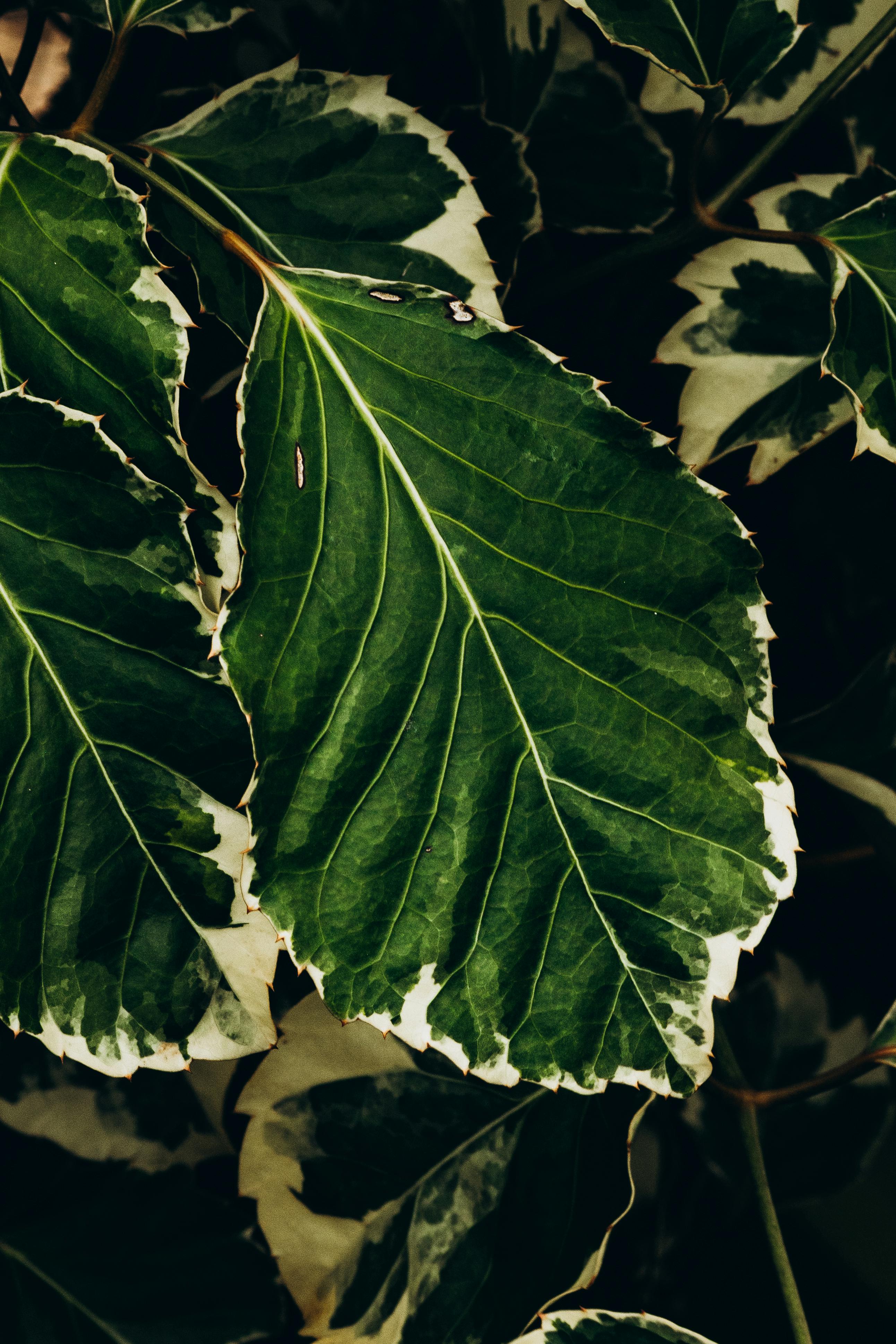 Gratis Tampilan dekat dedaunan beraneka warna yang rimbun, menampilkan tekstur hijau dan putih yang kontras. Foto Stok