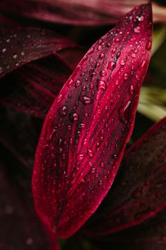 Vivid red leaf covered in water droplets showcasing natural texture and detail.