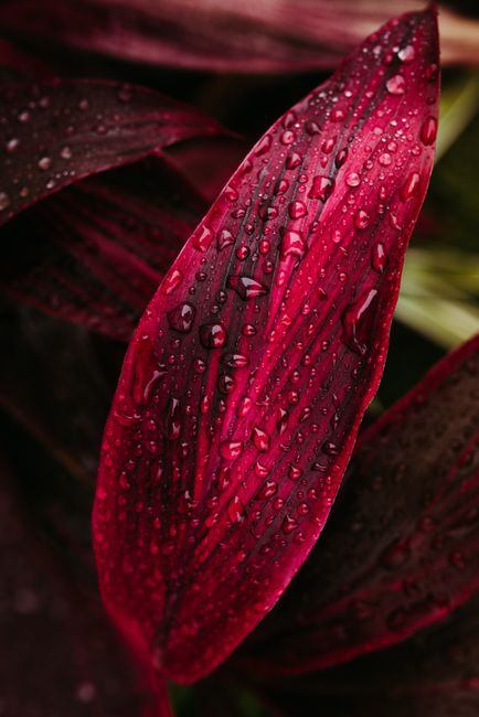 Vivid red leaf covered in water droplets showcasing natural texture and detail.