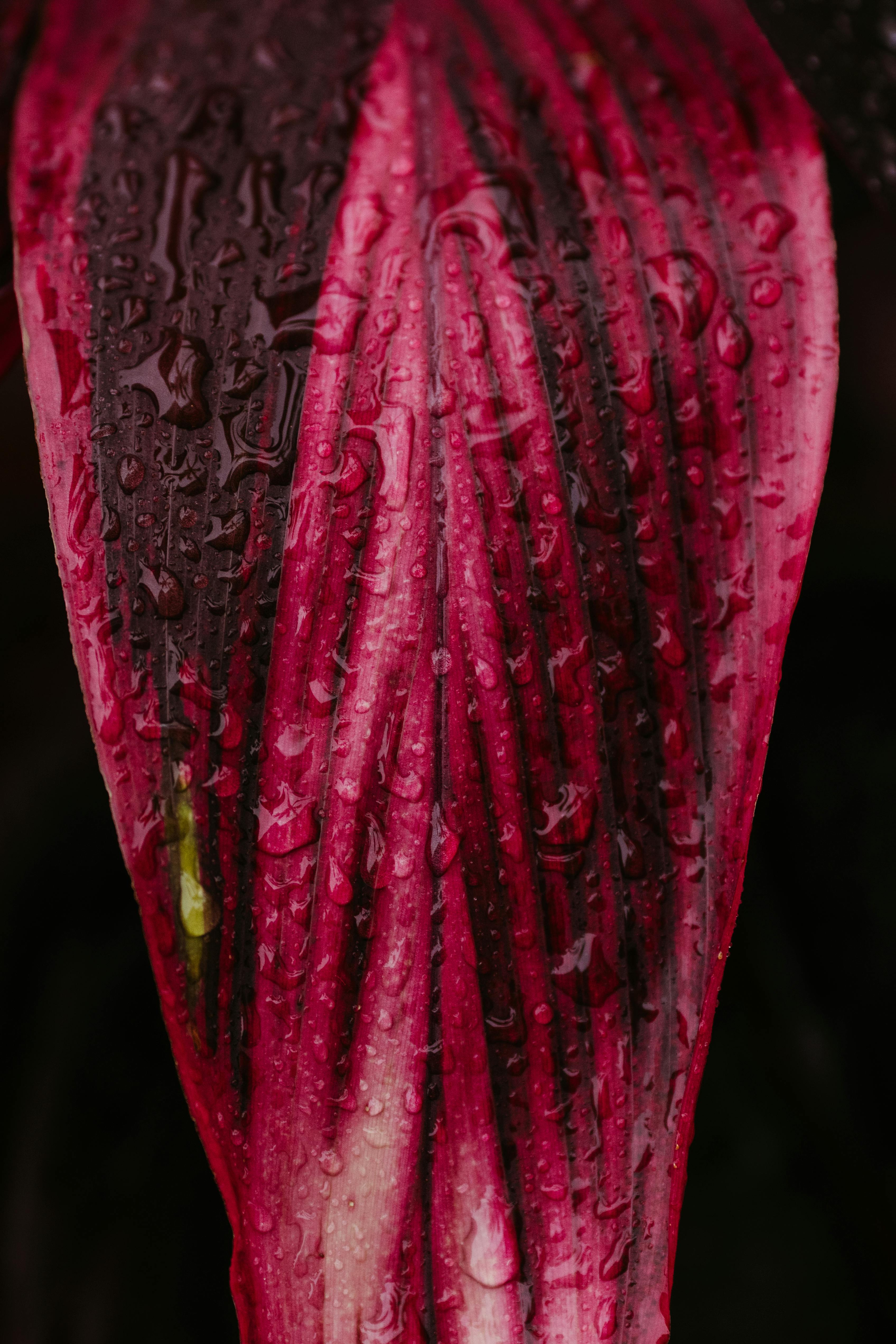 Gratis Foto makro yang menangkap detail rumit dari daun merah muda yang tertutup embun dengan tekstur yang dalam. Foto Stok